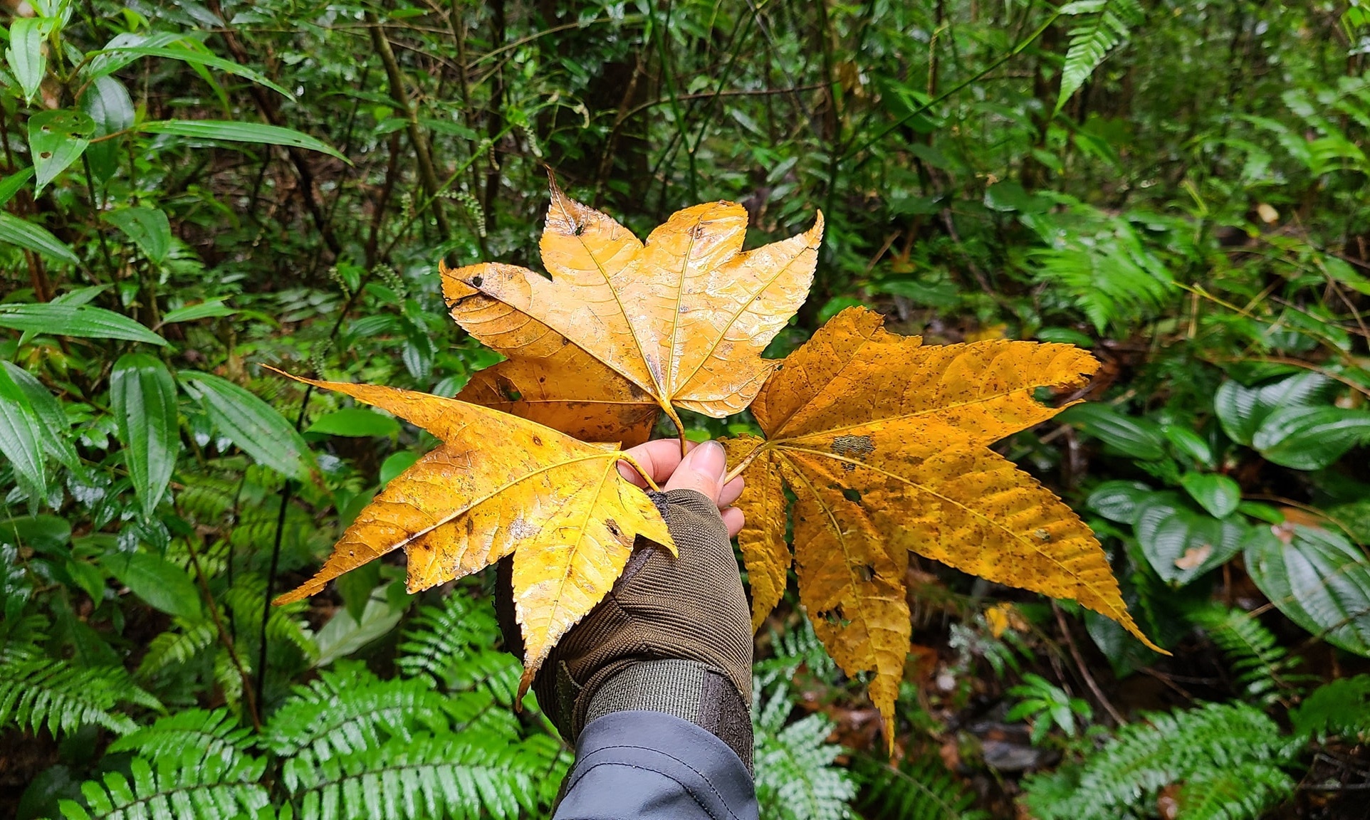 du lich lam dong anh 6