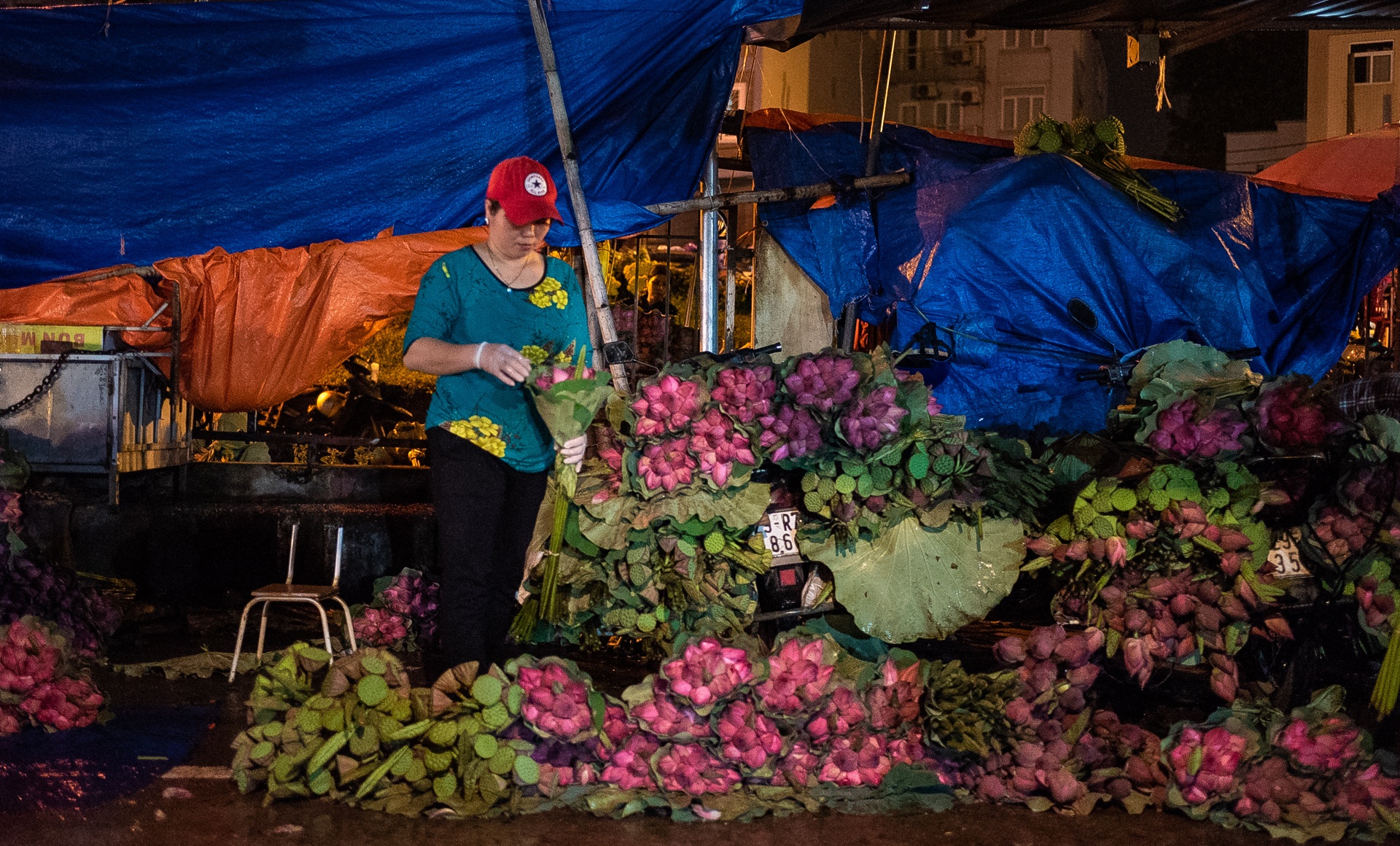 cho hoa Quang Ba,  hoa sen,  quoc hoa anh 1