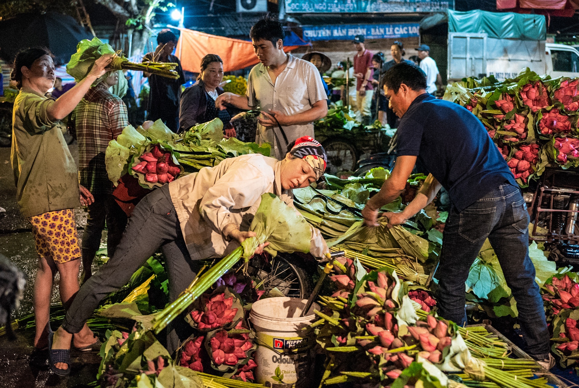 cho hoa Quang Ba,  hoa sen,  quoc hoa anh 4