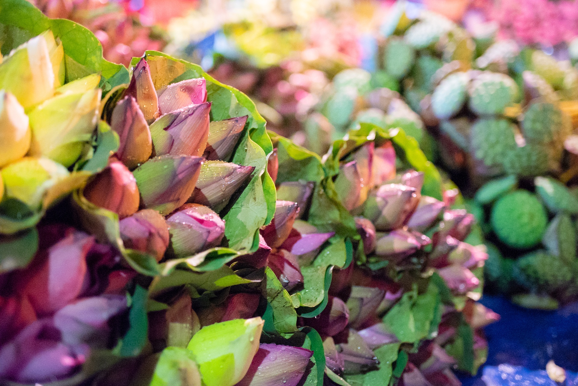 Ngap tran sac sen tai cho dau moi hoa lon nhat Ha Noi hinh anh