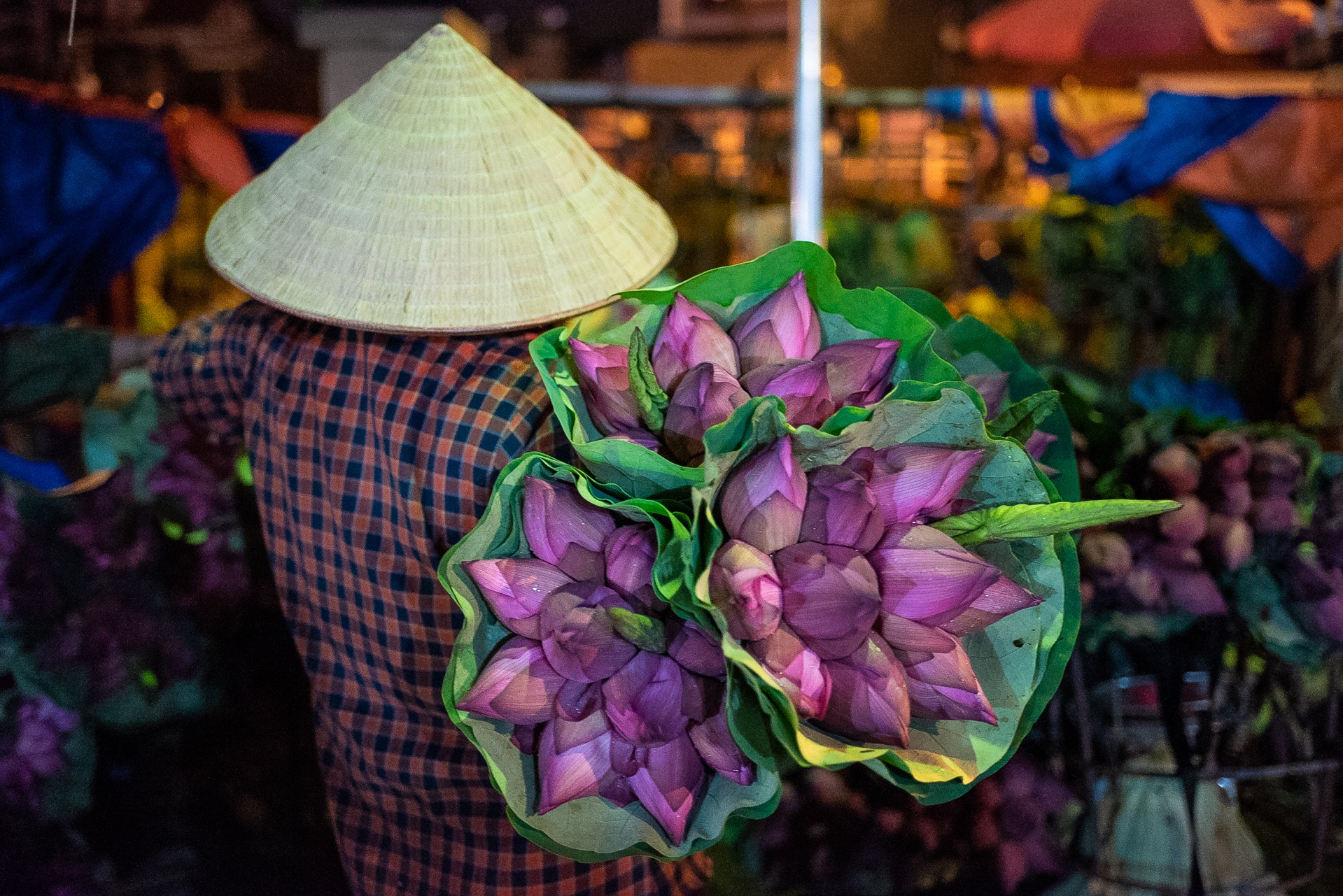 cho hoa Quang Ba,  hoa sen,  quoc hoa anh 9