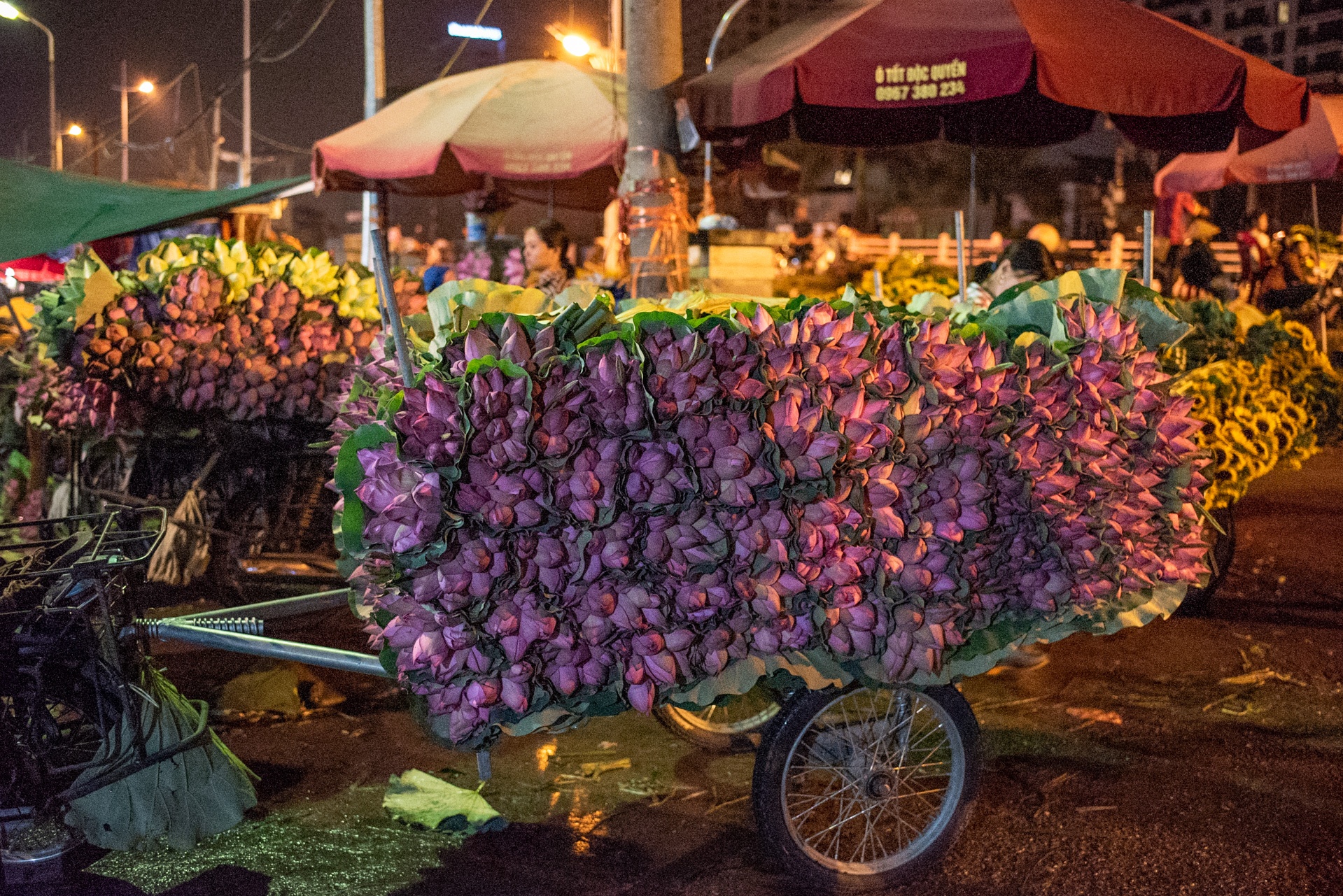 cho hoa Quang Ba,  hoa sen,  quoc hoa anh 2