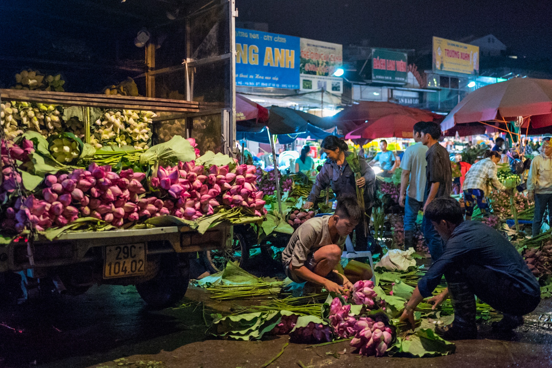 cho hoa Quang Ba,  hoa sen,  quoc hoa anh 6