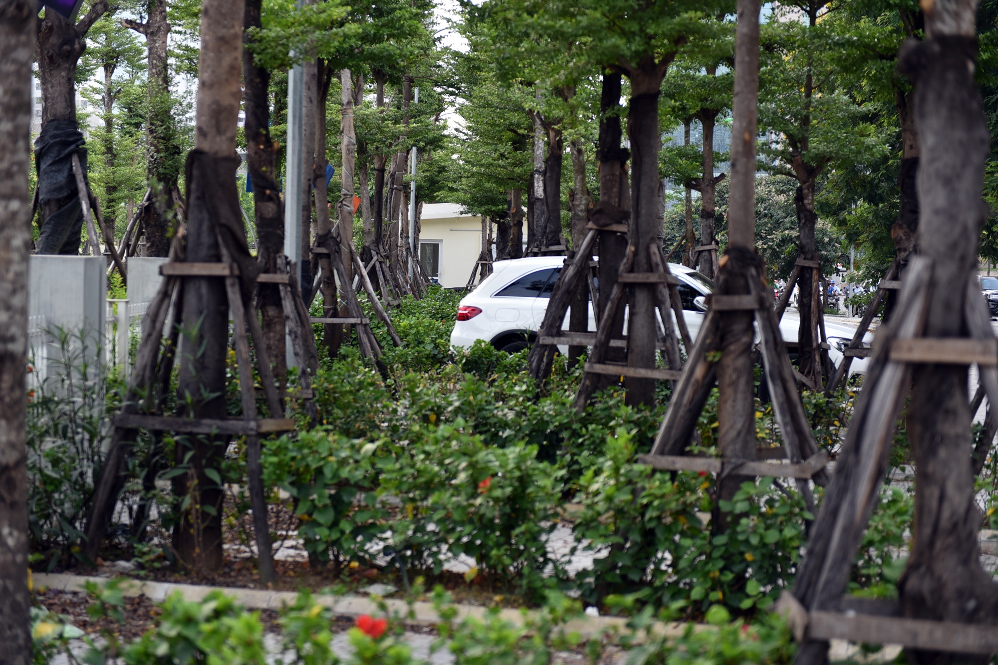 Cong vien Nhan Chinh,  ho dieu hoa,  dat vang anh 11