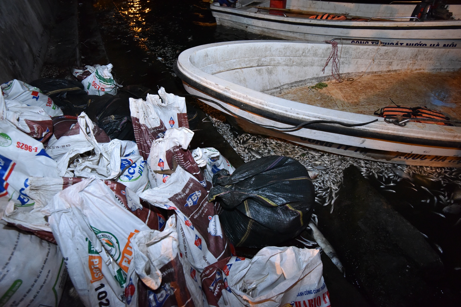 Ca chet ho Tay anh 7