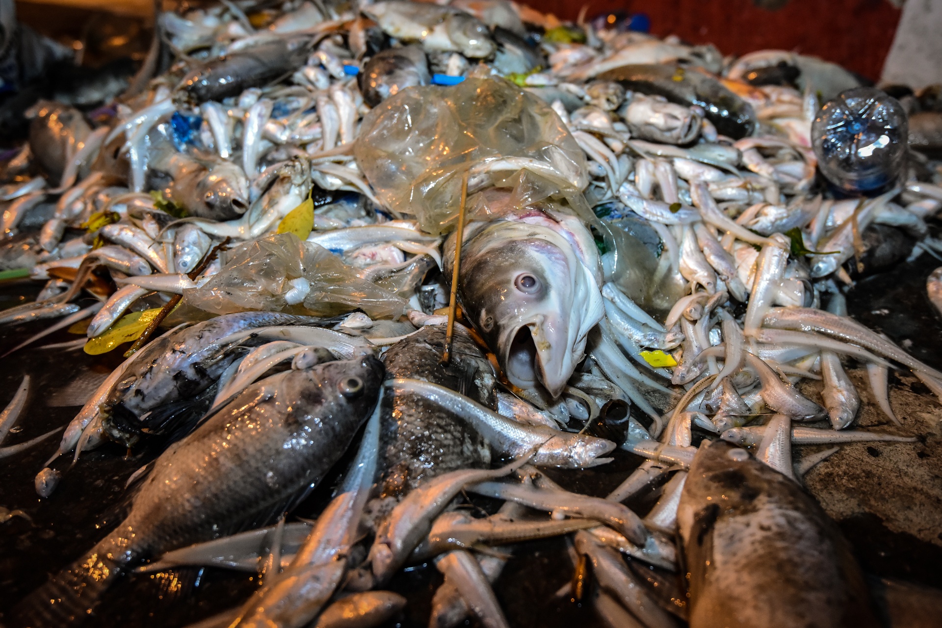 Ca chet ho Tay anh 9