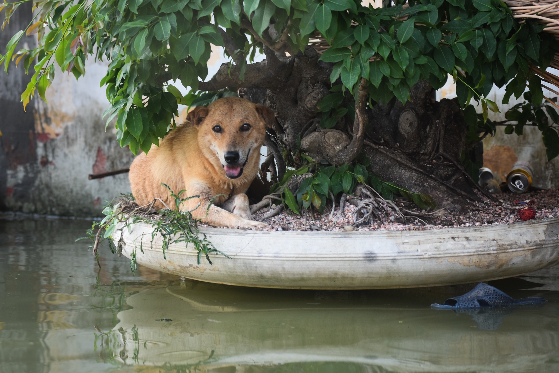 Ngap Nam Phuong Tien Ha Noi anh 8