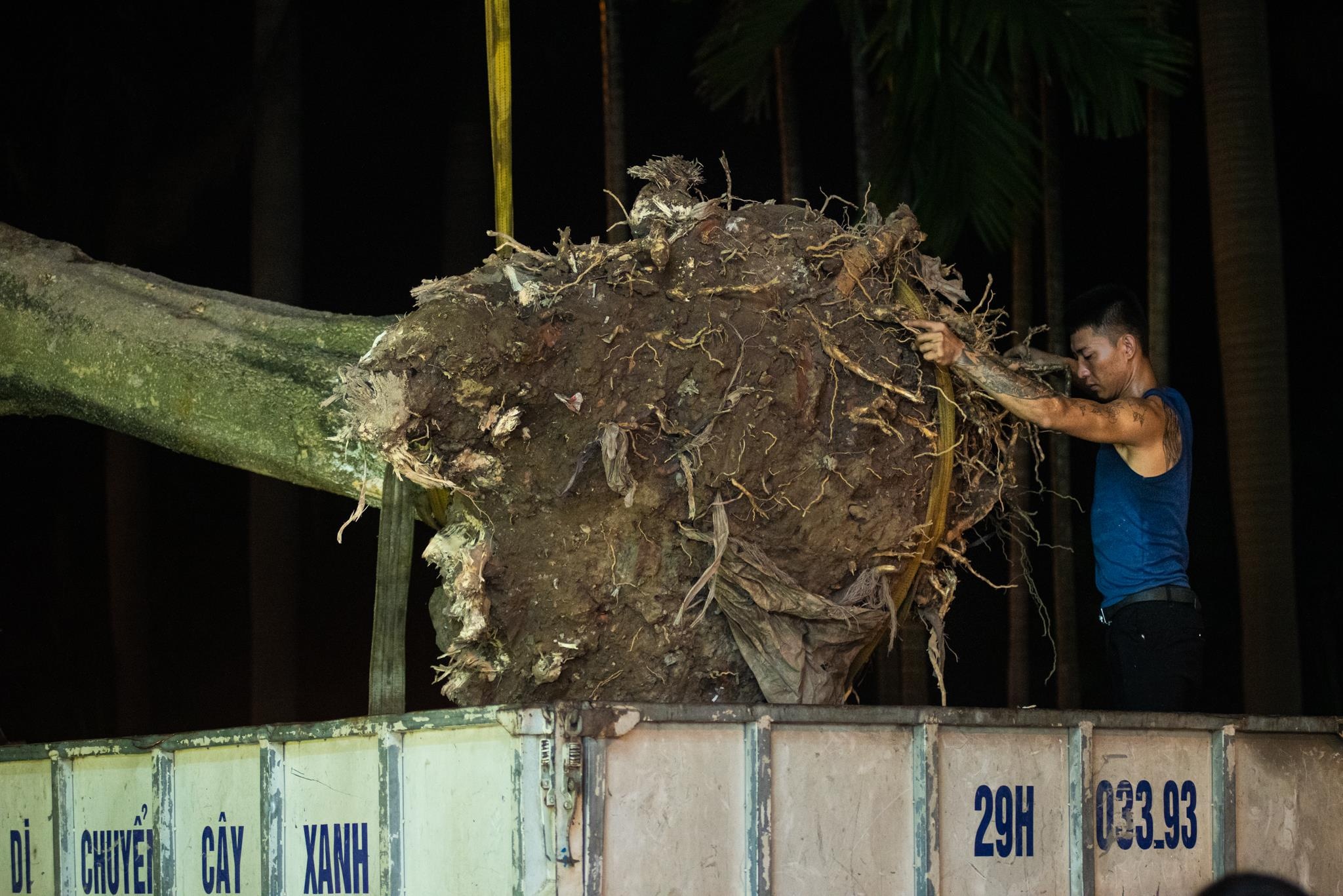 doi hoa sua ho Tay anh 3