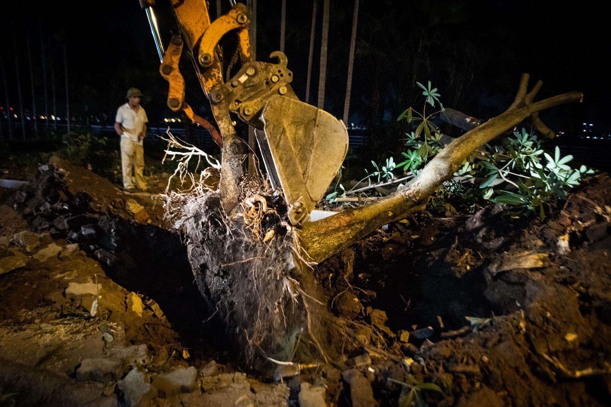 doi hoa sua ho Tay anh 8