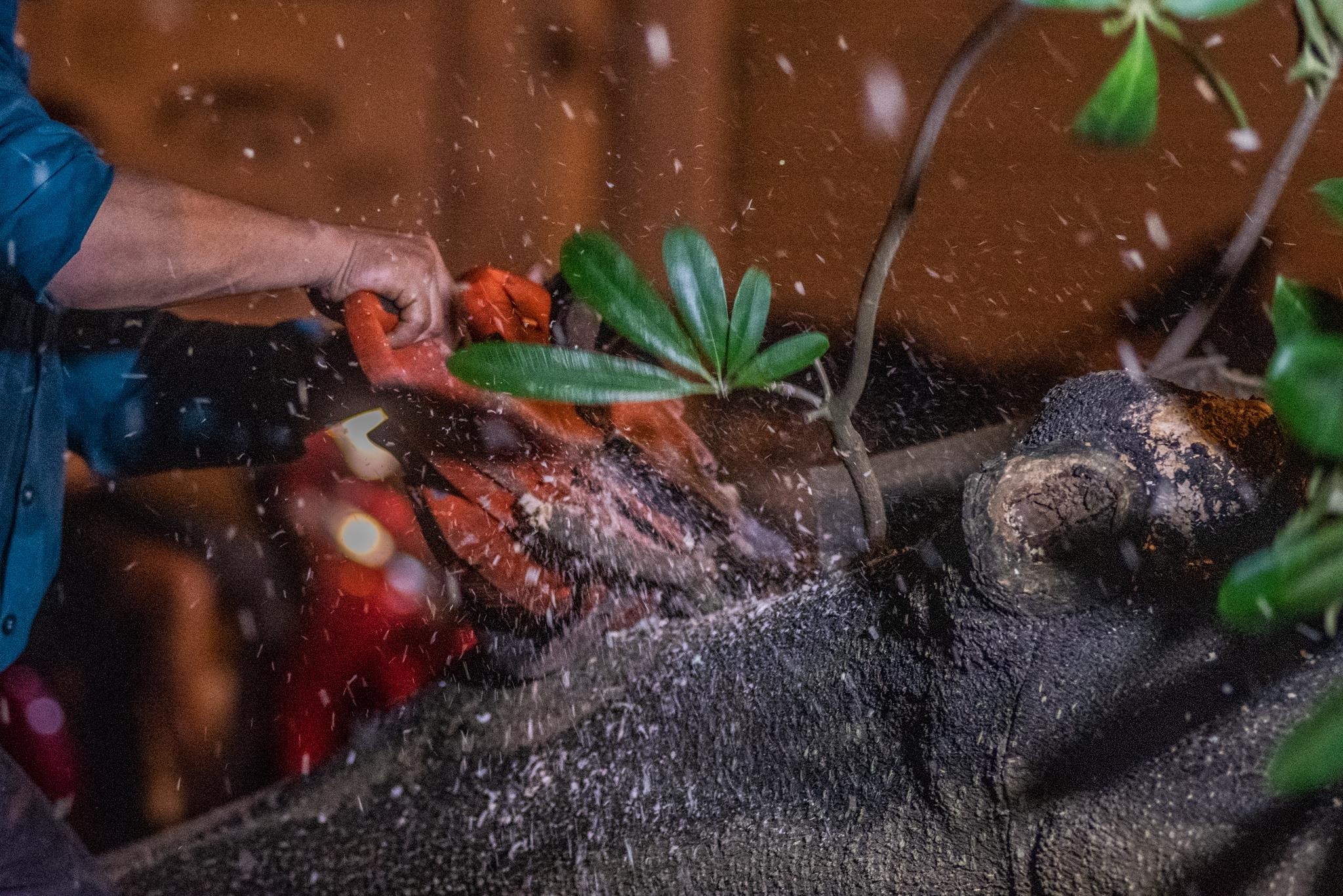 Trang dem bung gan 100 cay hoa sua len trong o bai rac hinh anh