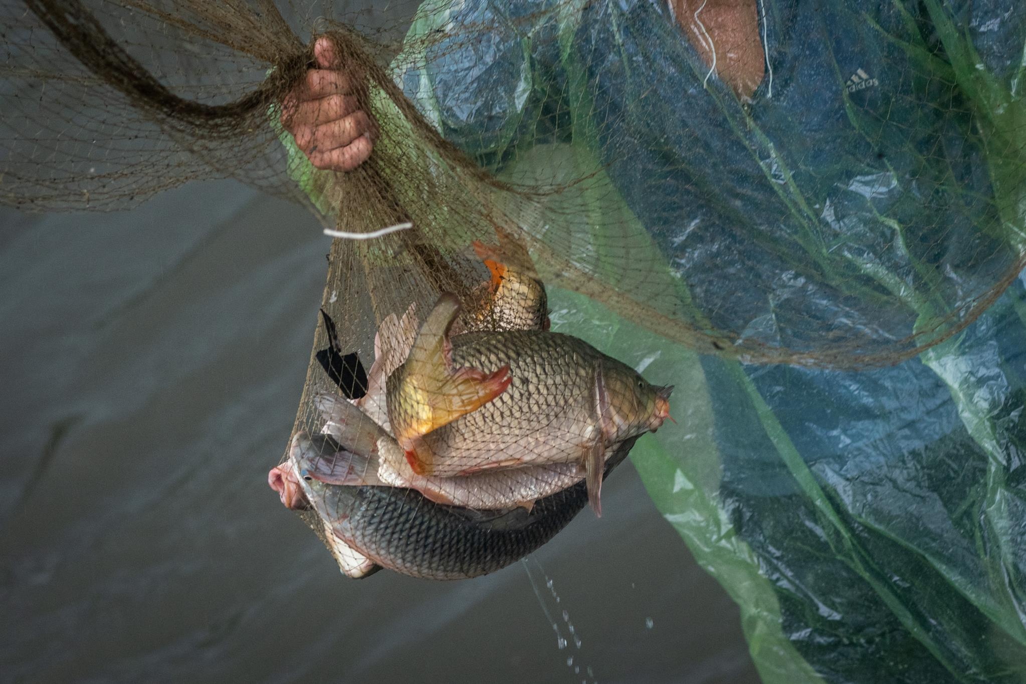 Do xo ra song bat ca anh 5