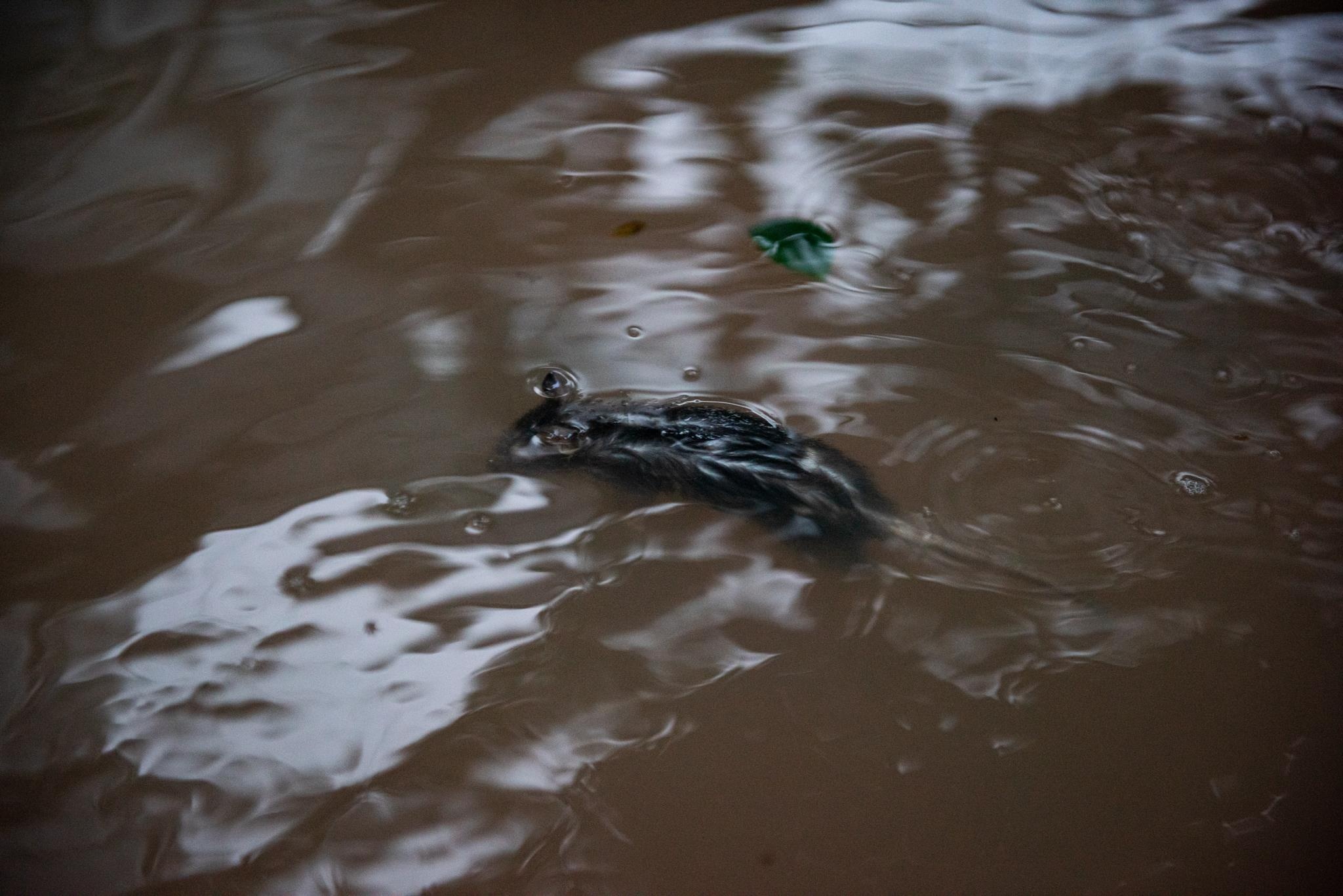 boi thuyen giua khu do thi tien ty anh 11