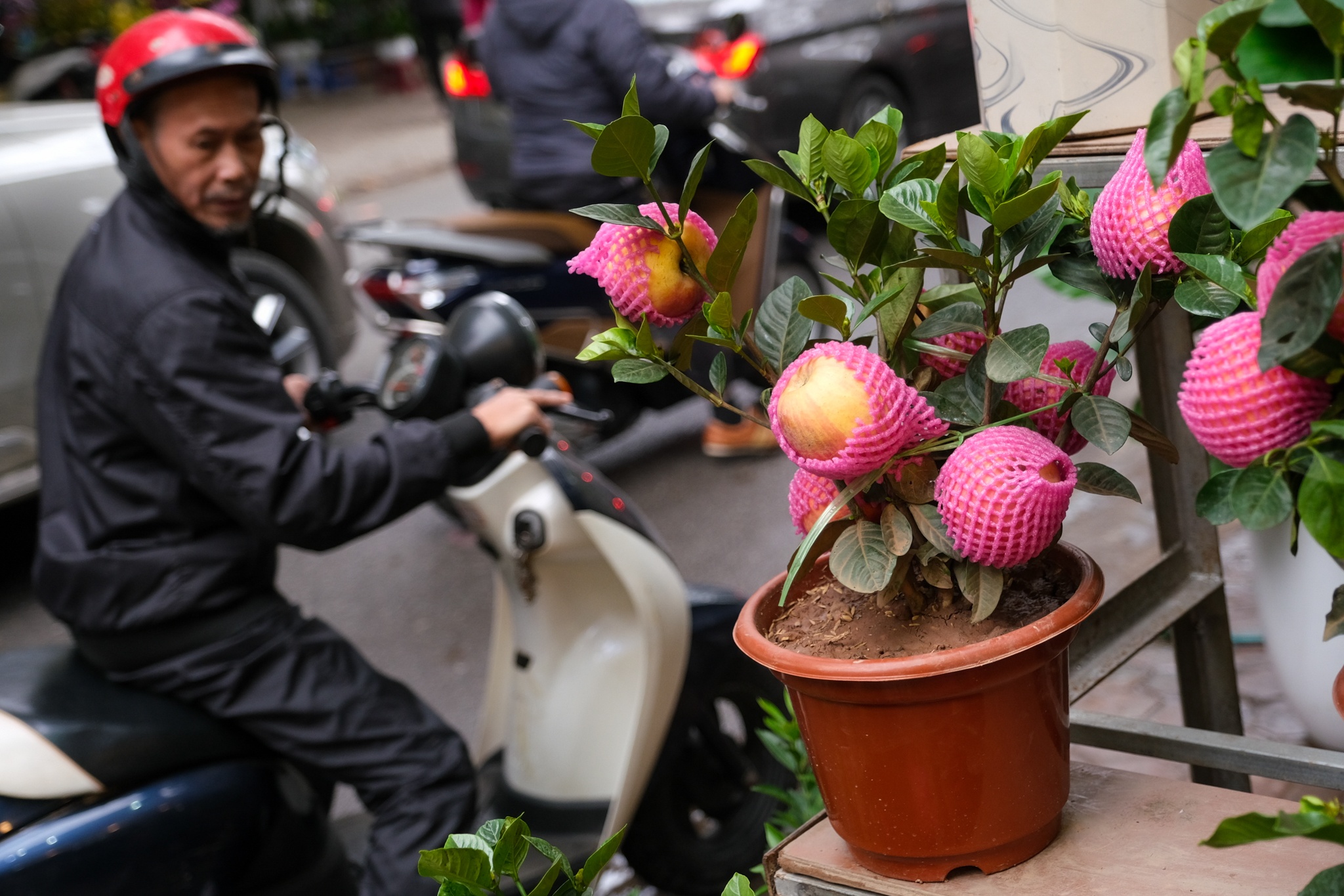 Cho hoa,  Hoang Hoa Tham,  Nhat Chi Mai,  Dia Lan,  Huong Cat Cat,  Xuan,  Canh Ty,  2020 anh 10