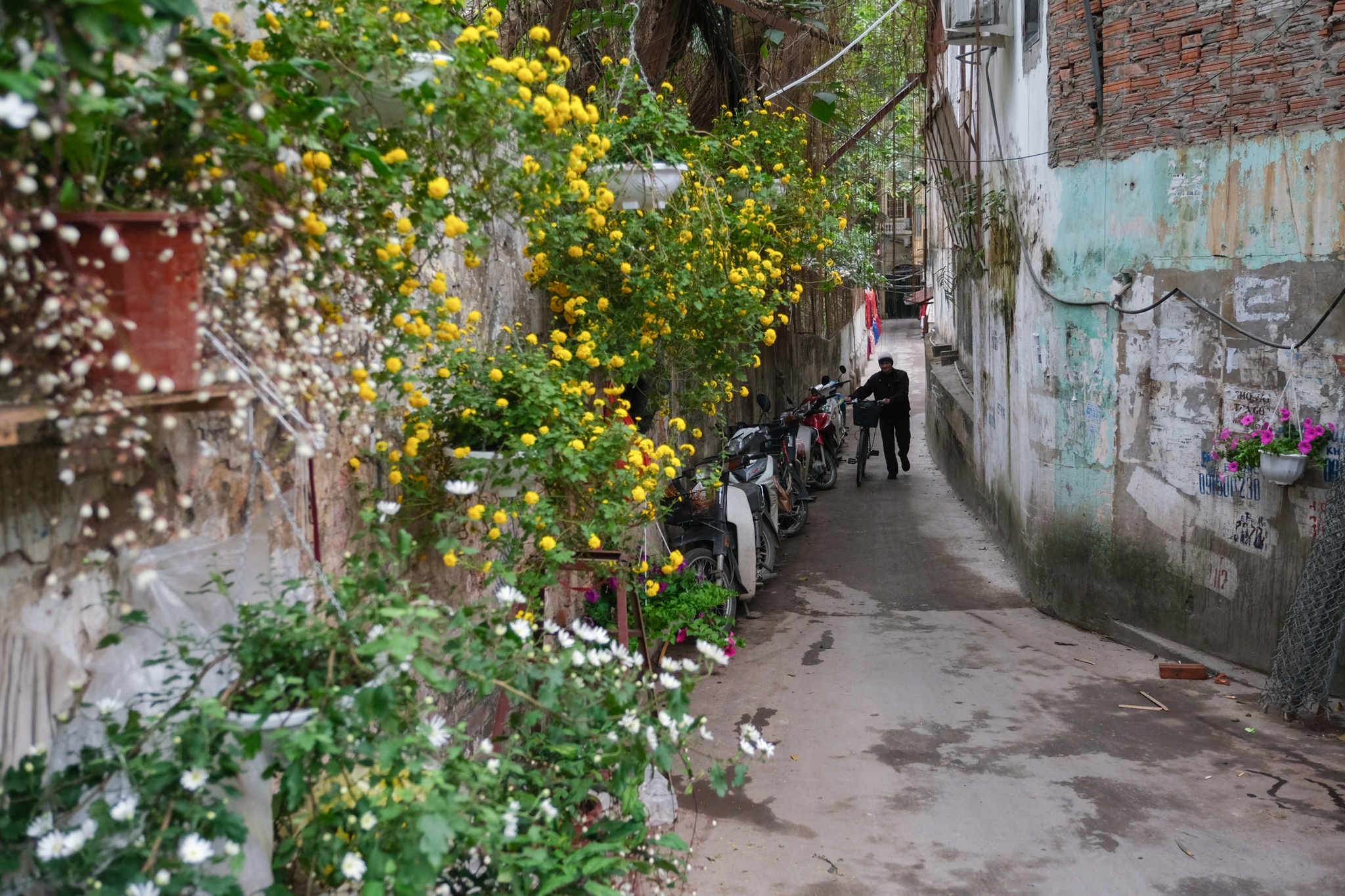 Cho hoa,  Hoang Hoa Tham,  Nhat Chi Mai,  Dia Lan,  Huong Cat Cat,  Xuan,  Canh Ty,  2020 anh 12