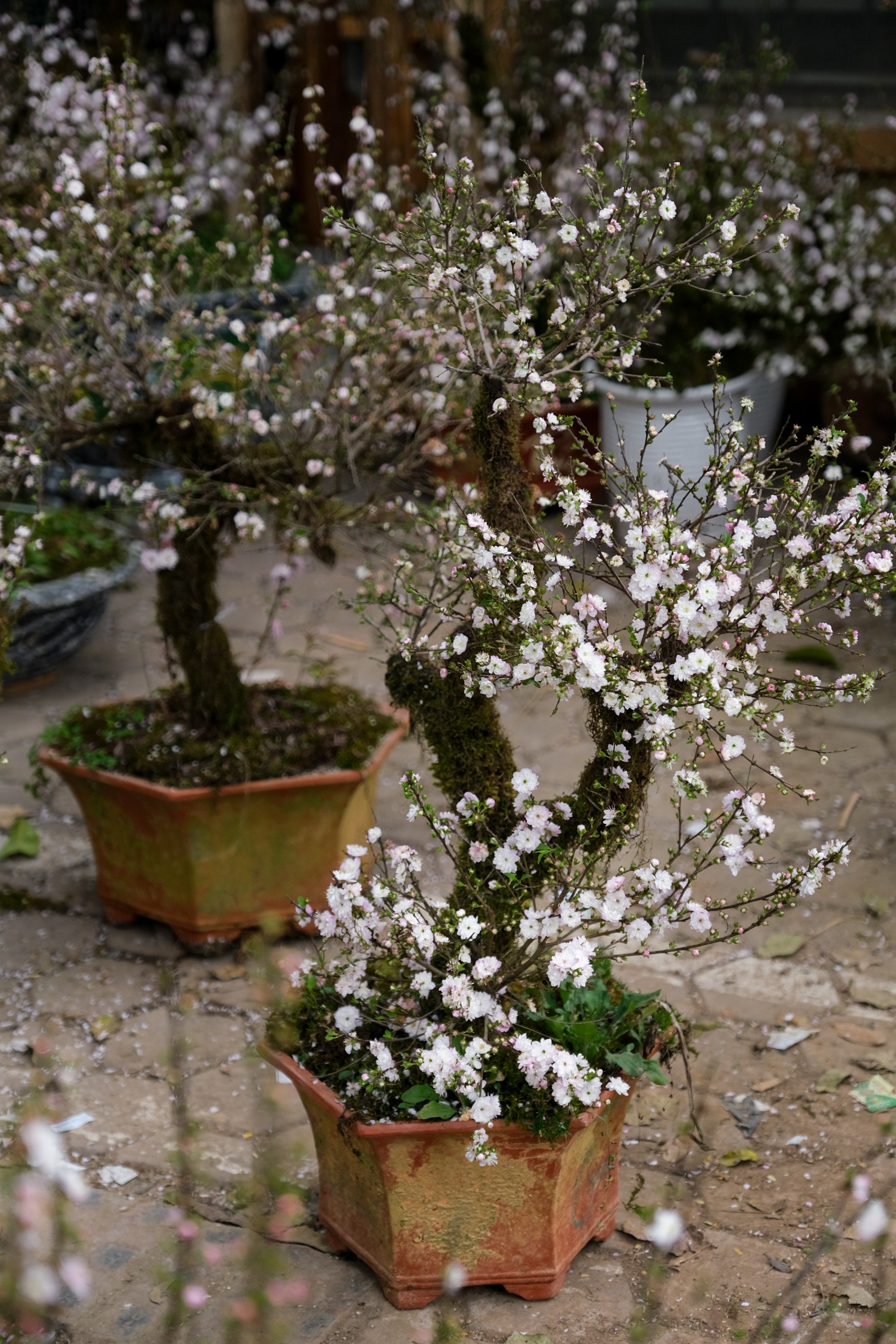 Cho hoa,  Hoang Hoa Tham,  Nhat Chi Mai,  Dia Lan,  Huong Cat Cat,  Xuan,  Canh Ty,  2020 anh 3