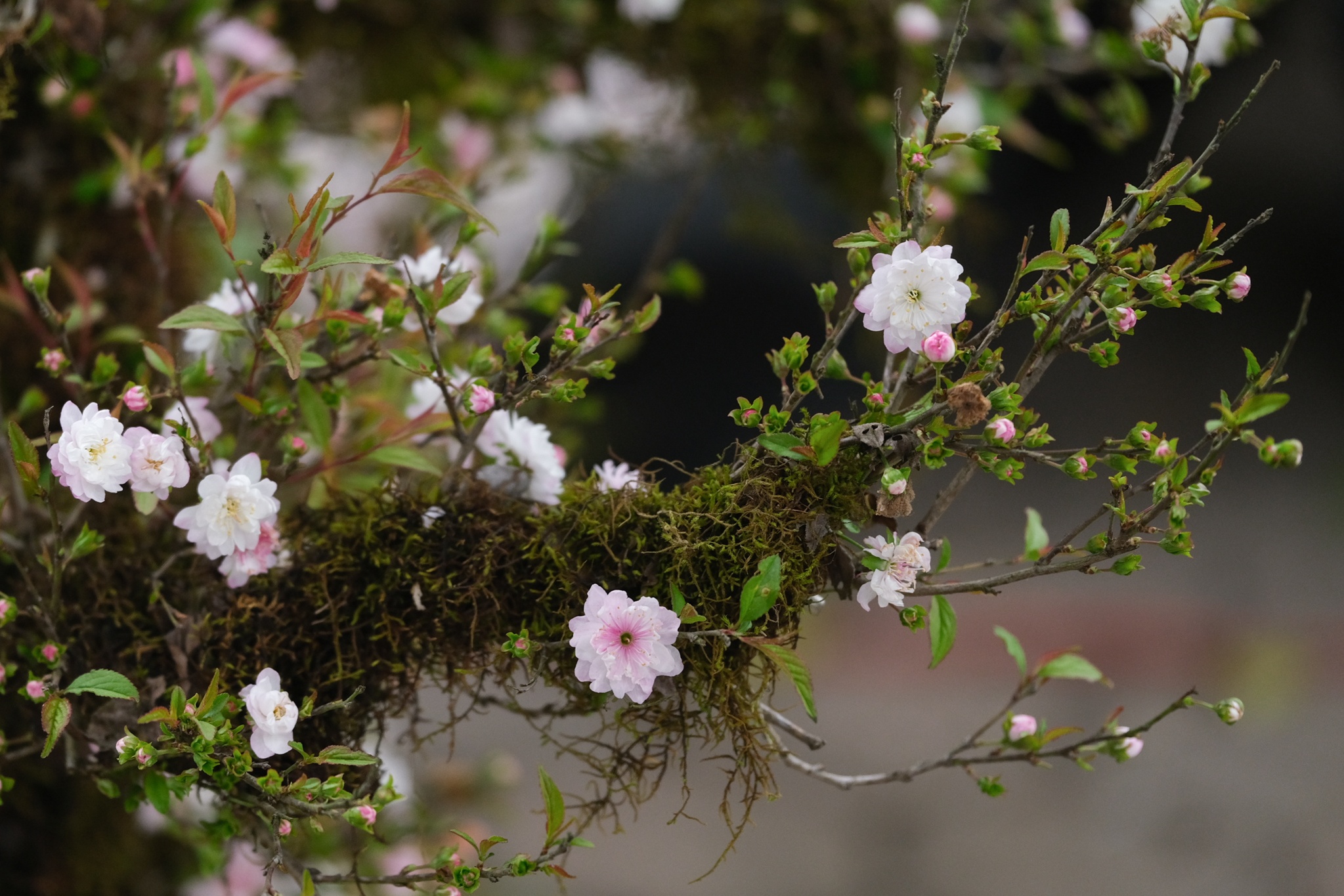 Cho hoa,  Hoang Hoa Tham,  Nhat Chi Mai,  Dia Lan,  Huong Cat Cat,  Xuan,  Canh Ty,  2020 anh 4