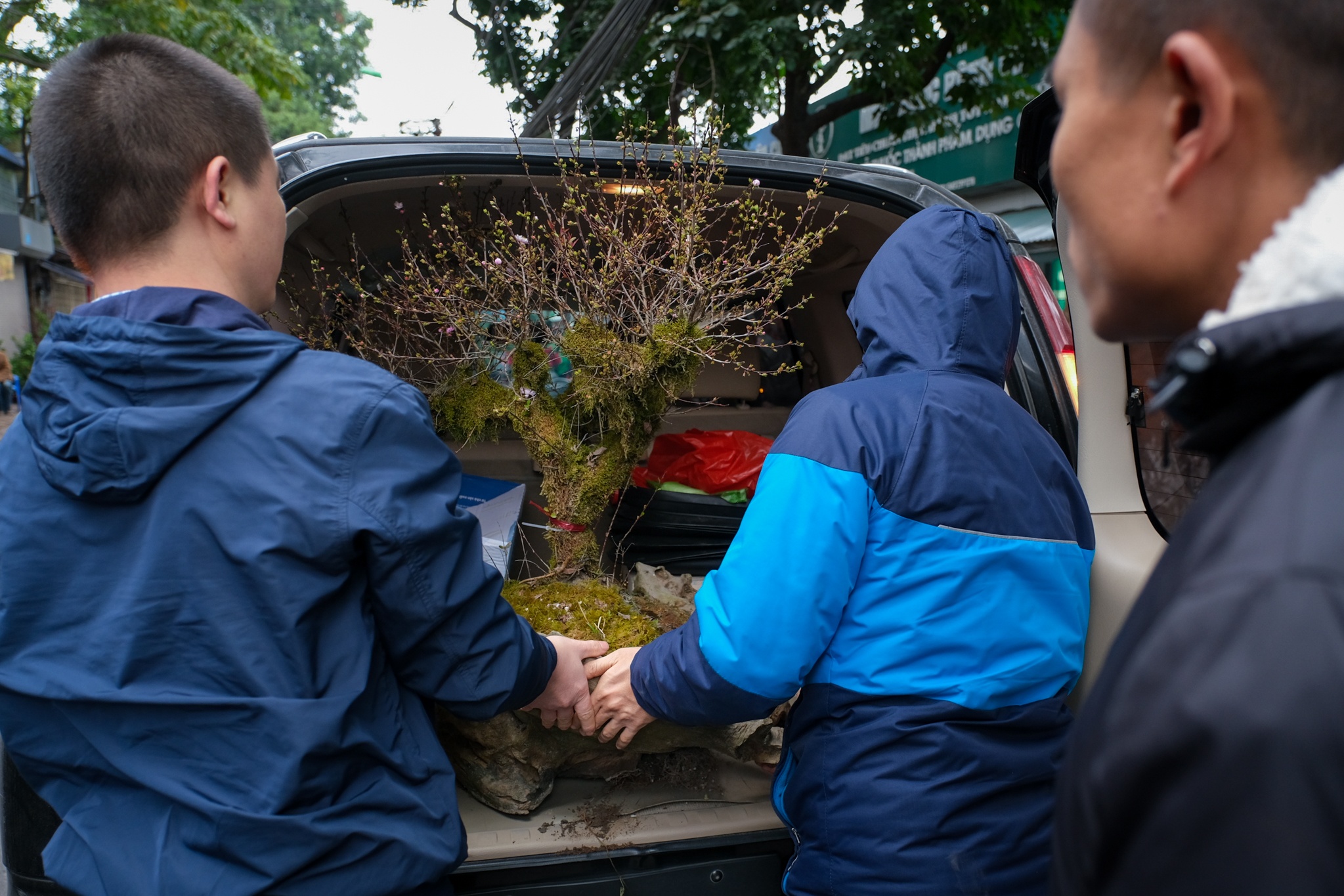 Cho hoa,  Hoang Hoa Tham,  Nhat Chi Mai,  Dia Lan,  Huong Cat Cat,  Xuan,  Canh Ty,  2020 anh 5