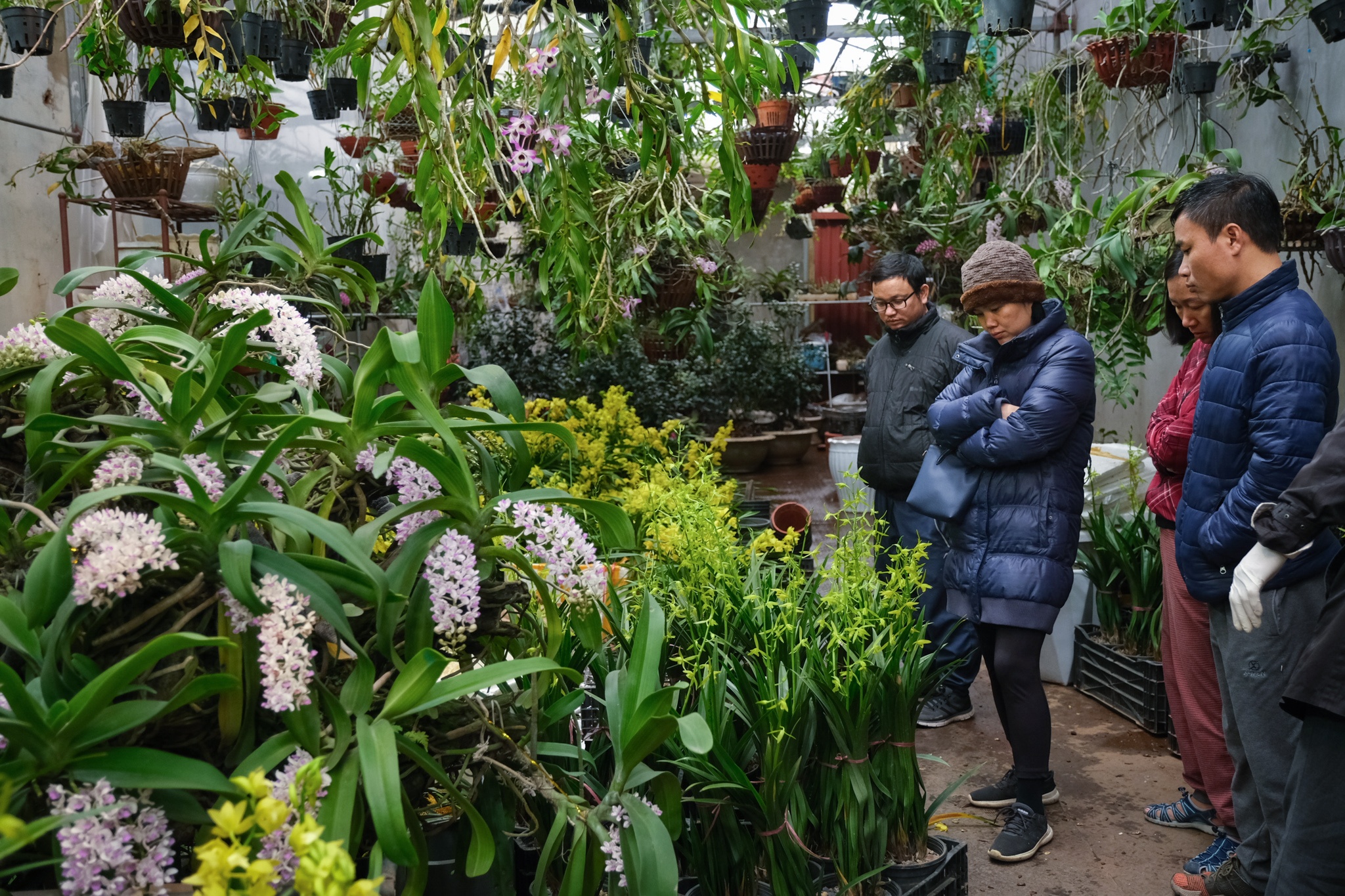 Cho hoa,  Hoang Hoa Tham,  Nhat Chi Mai,  Dia Lan,  Huong Cat Cat,  Xuan,  Canh Ty,  2020 anh 6