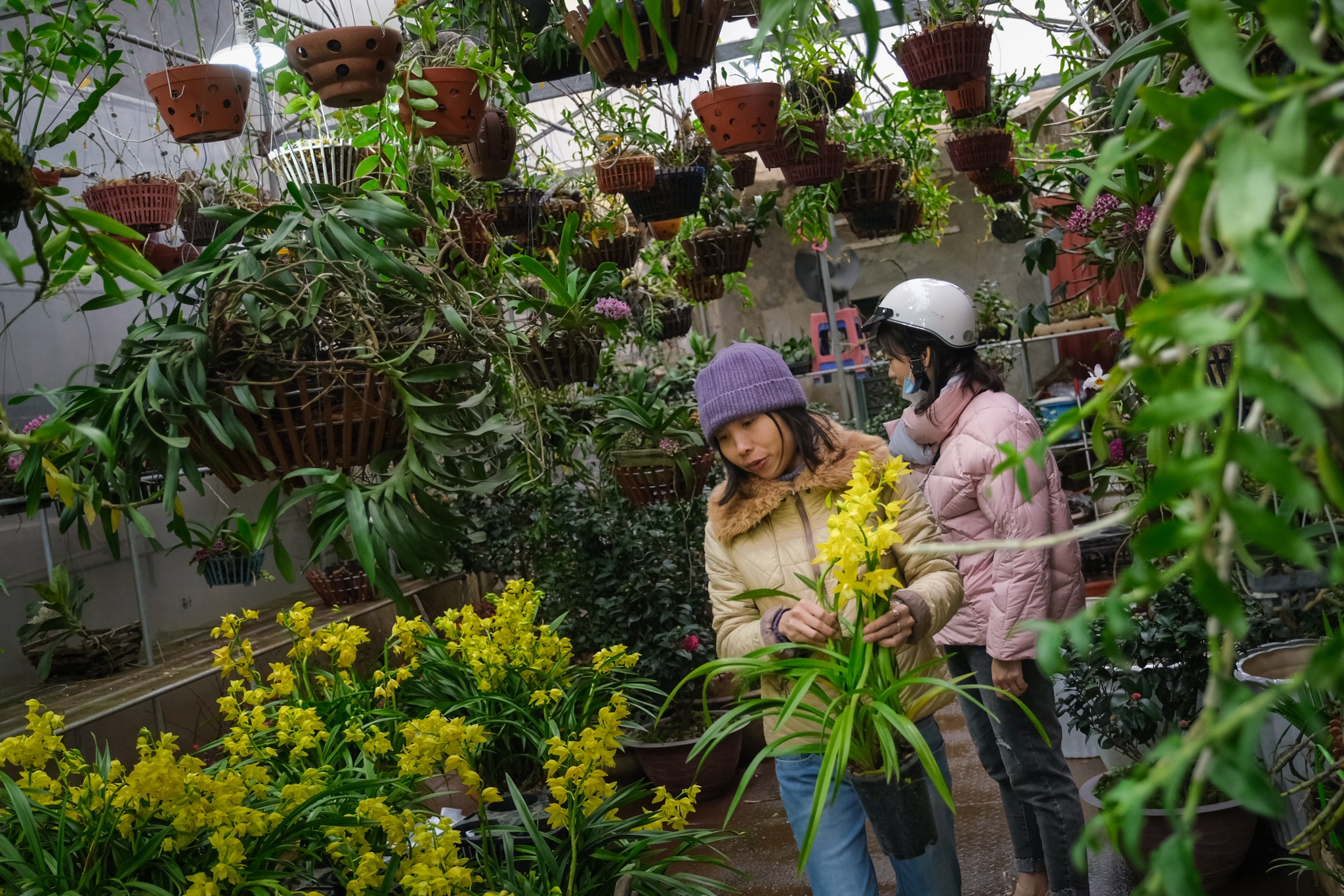 Cho hoa,  Hoang Hoa Tham,  Nhat Chi Mai,  Dia Lan,  Huong Cat Cat,  Xuan,  Canh Ty,  2020 anh 7