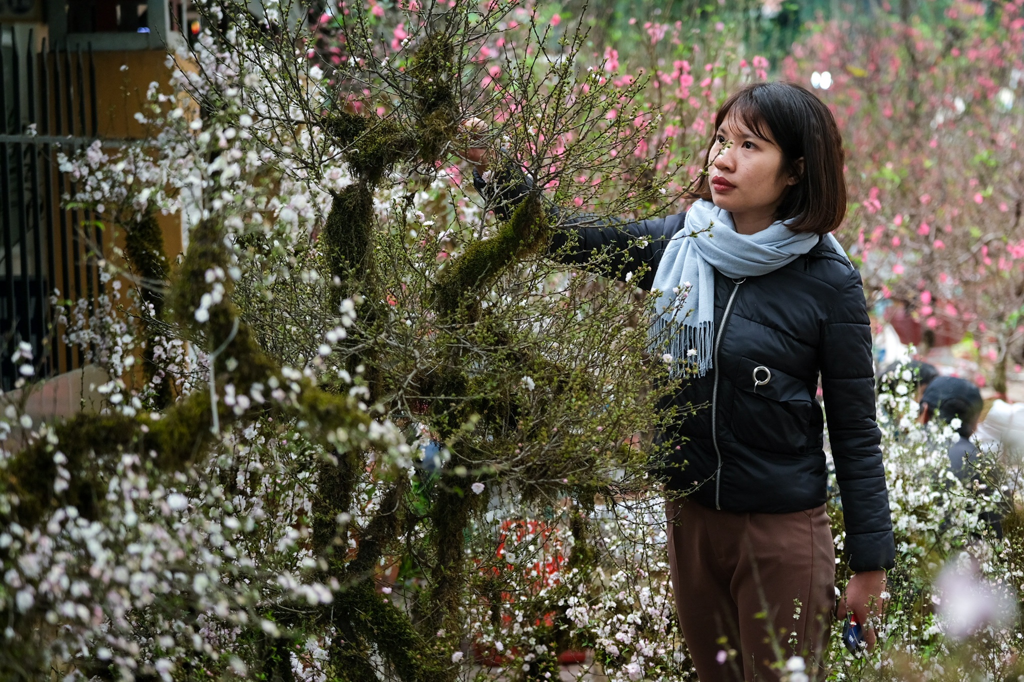 Cay mai trang 20 nam tuoi cho thue gia 20 trieu dong hinh anh