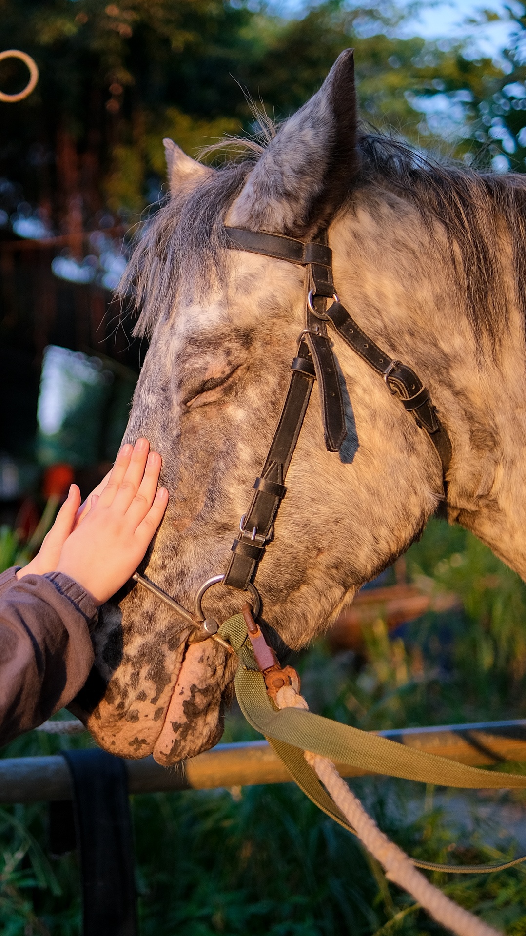 huấn luyện viên dạy cưỡi ngựa ảnh 16 huan luyen vien day cuoi ngua anh 16