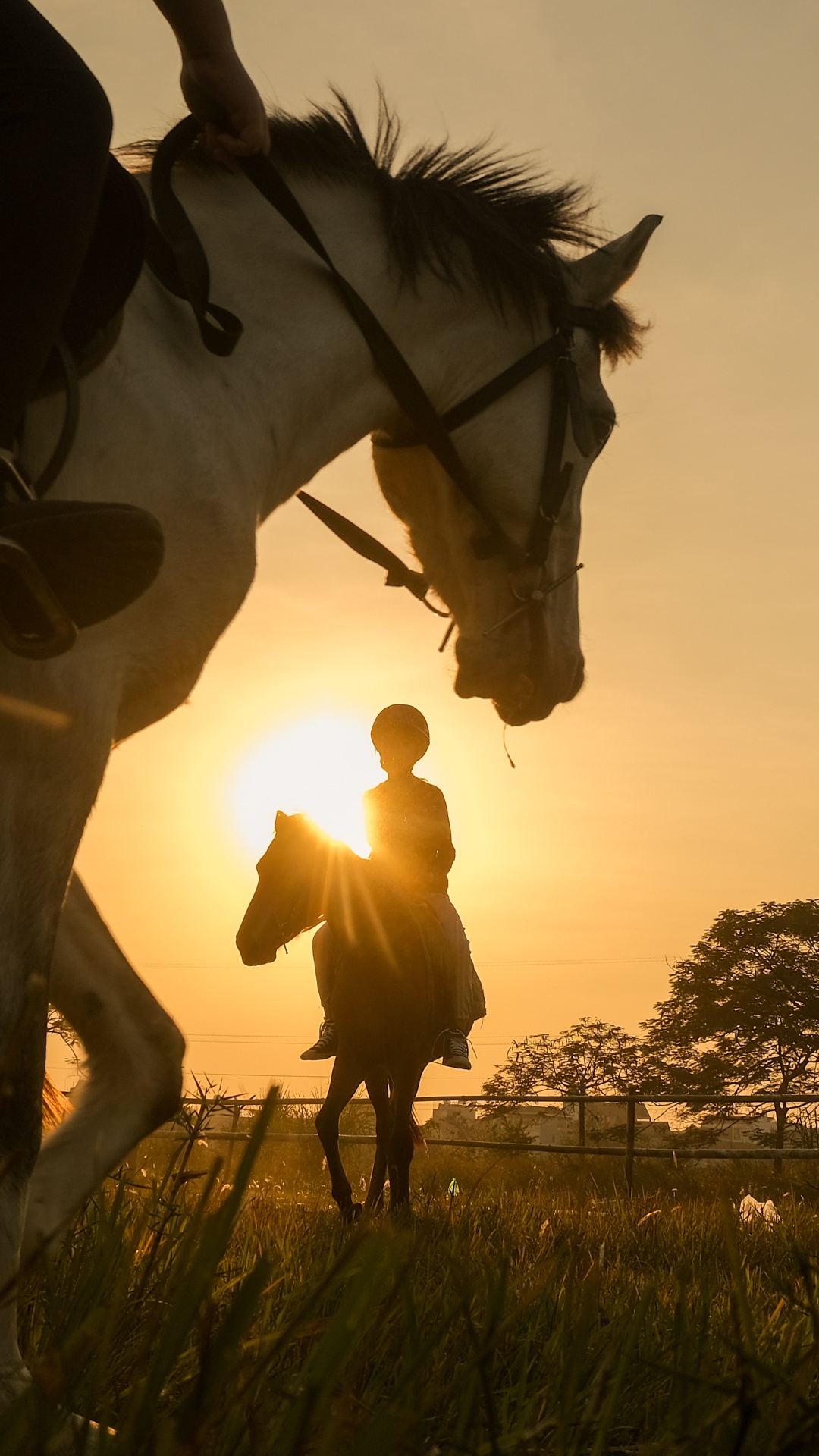 huấn luyện viên dạy cưỡi ngựa ảnh 24 huan luyen vien day cuoi ngua anh 24