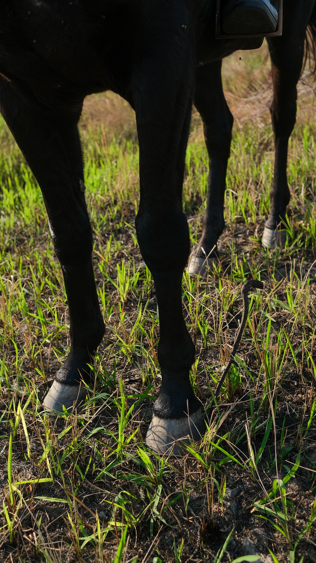 huấn luyện viên dạy cưỡi ngựa ảnh 6 huan luyen vien day cuoi ngua anh 6