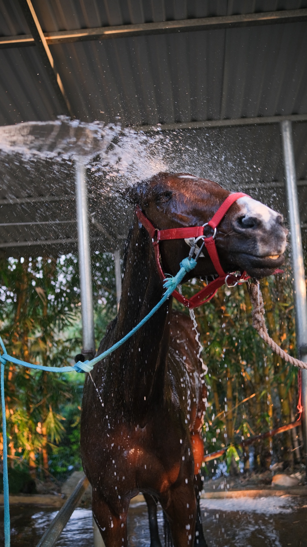 huấn luyện viên dạy cưỡi ngựa ảnh 32 huan luyen vien day cuoi ngua anh 32