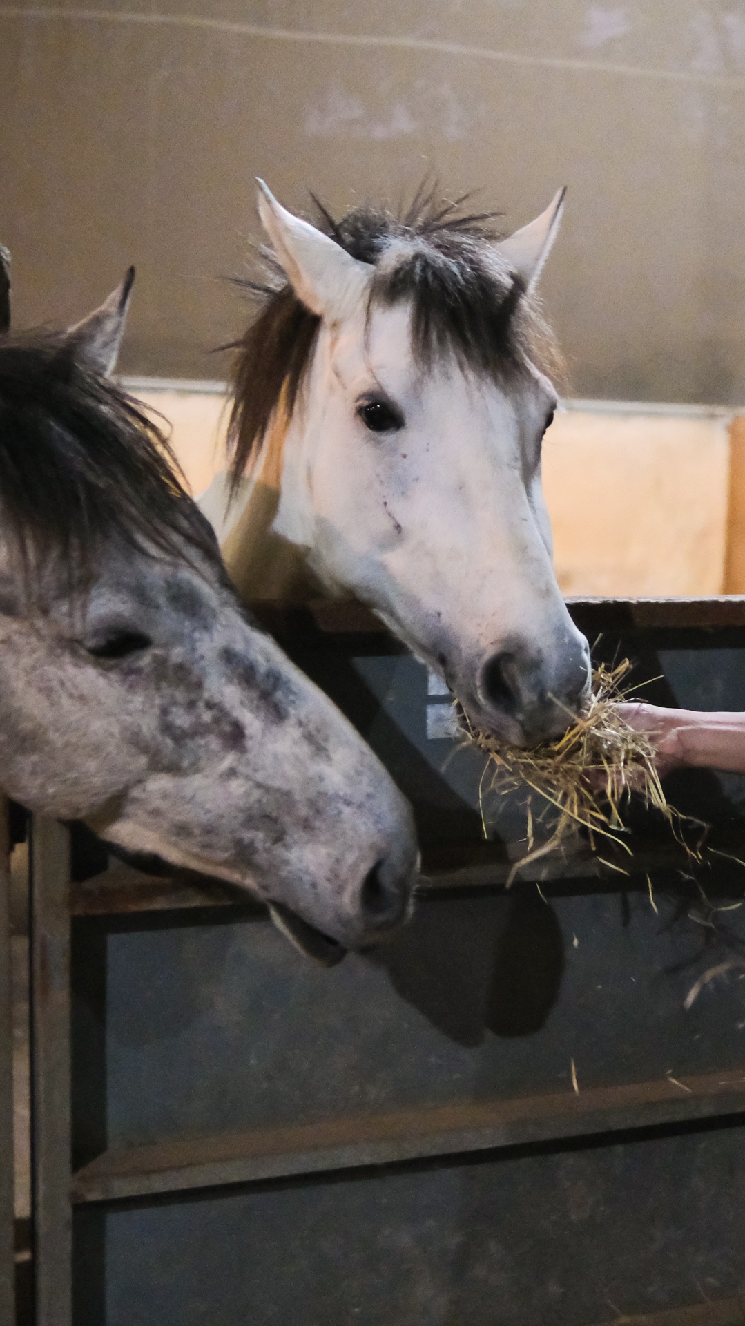 huấn luyện viên dạy cưỡi ngựa ảnh 36 huan luyen vien day cuoi ngua anh 36