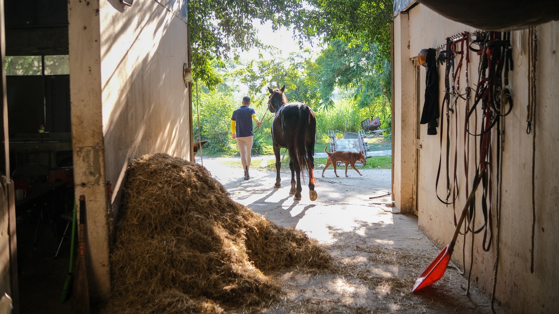 huấn luyện viên dạy cưỡi ngựa ảnh 7 huan luyen vien day cuoi ngua anh 7