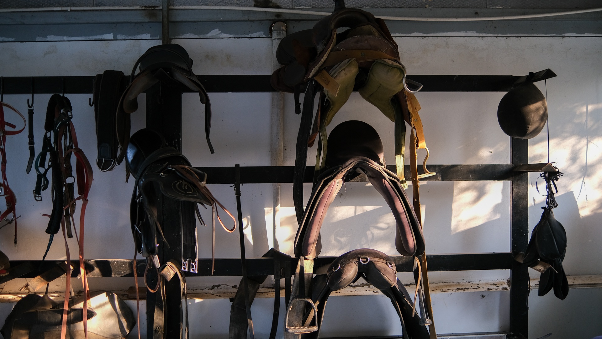 huấn luyện viên dạy cưỡi ngựa ảnh 13 huan luyen vien day cuoi ngua anh 13