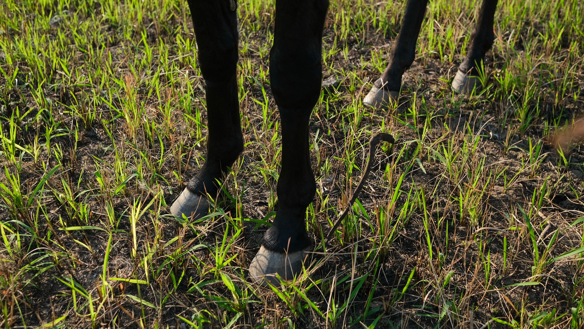 huấn luyện viên dạy cưỡi ngựa ảnh 5 huan luyen vien day cuoi ngua anh 5