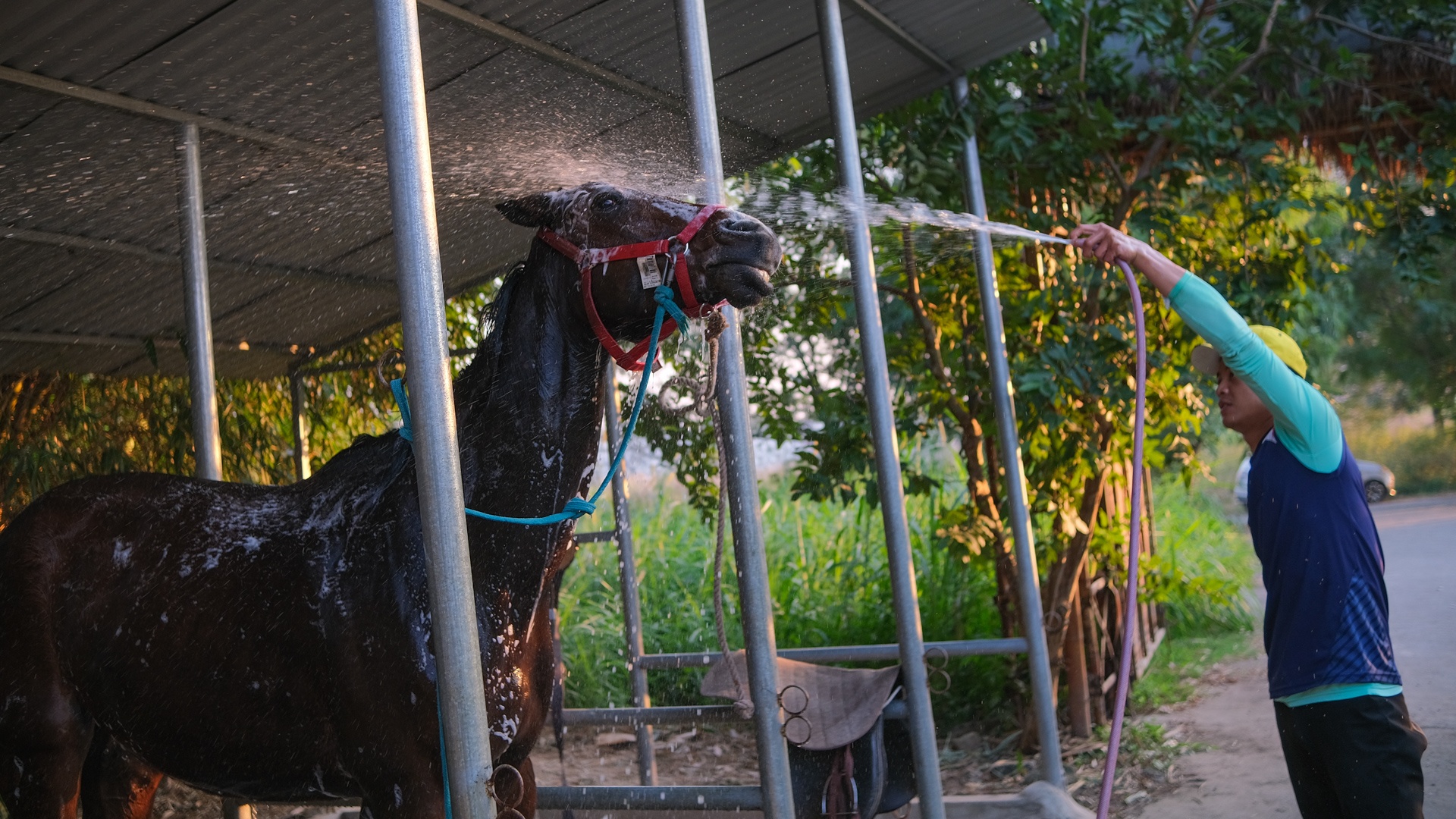 huấn luyện viên dạy cưỡi ngựa ảnh 31 huan luyen vien day cuoi ngua anh 31