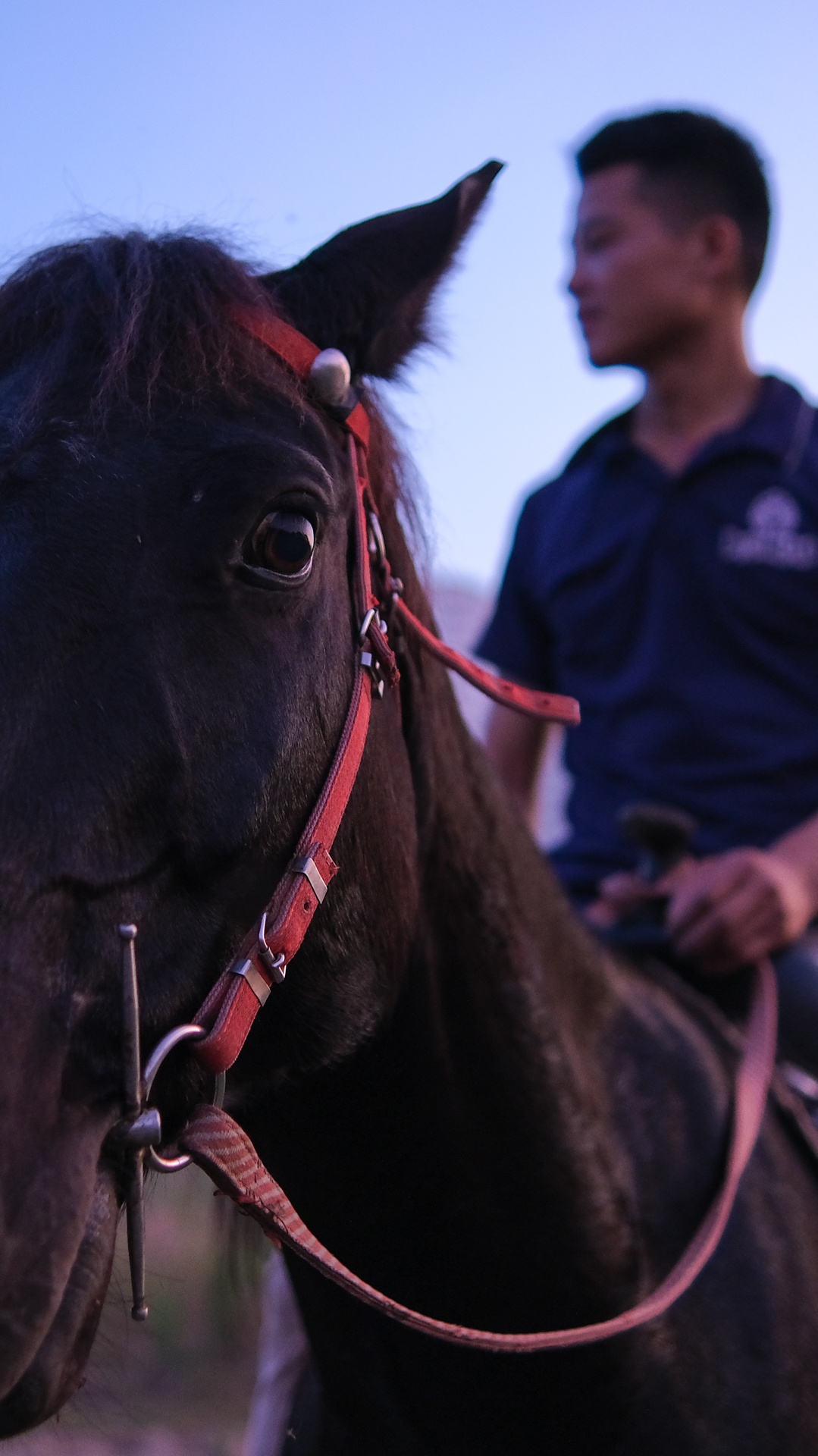 huấn luyện viên dạy cưỡi ngựa ảnh 46 huan luyen vien day cuoi ngua anh 46