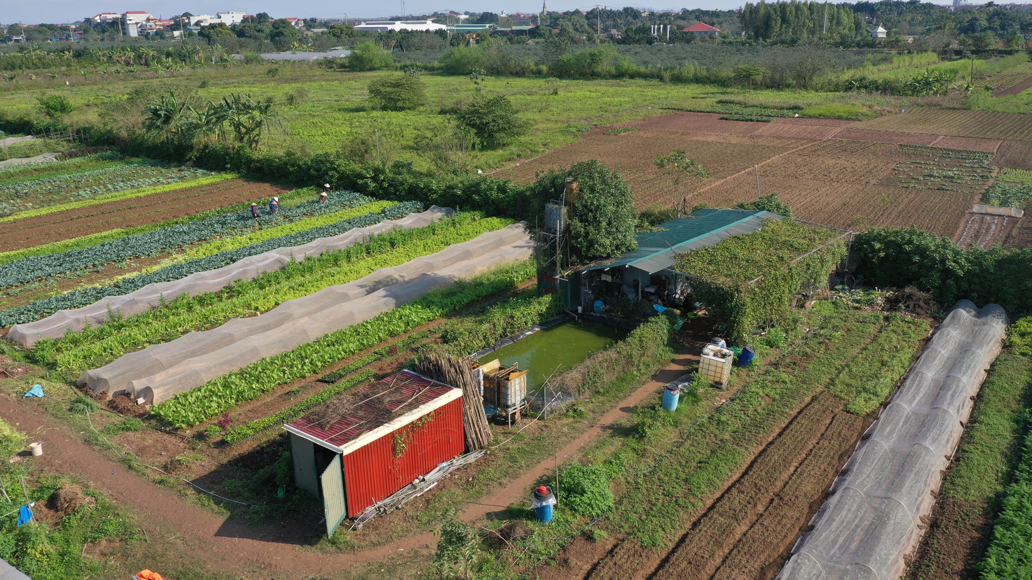 Vợ chồng tiến sĩ bỏ phố về quê ảnh 34 Vo chong tien si bo pho ve que anh 34