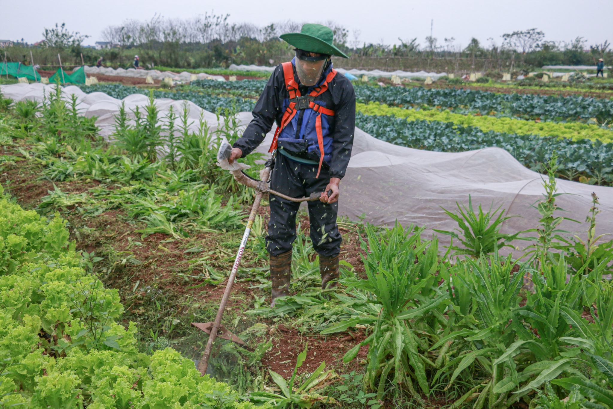 Vợ chồng tiến sĩ bỏ phố về quê ảnh 13 Vo chong tien si bo pho ve que anh 13