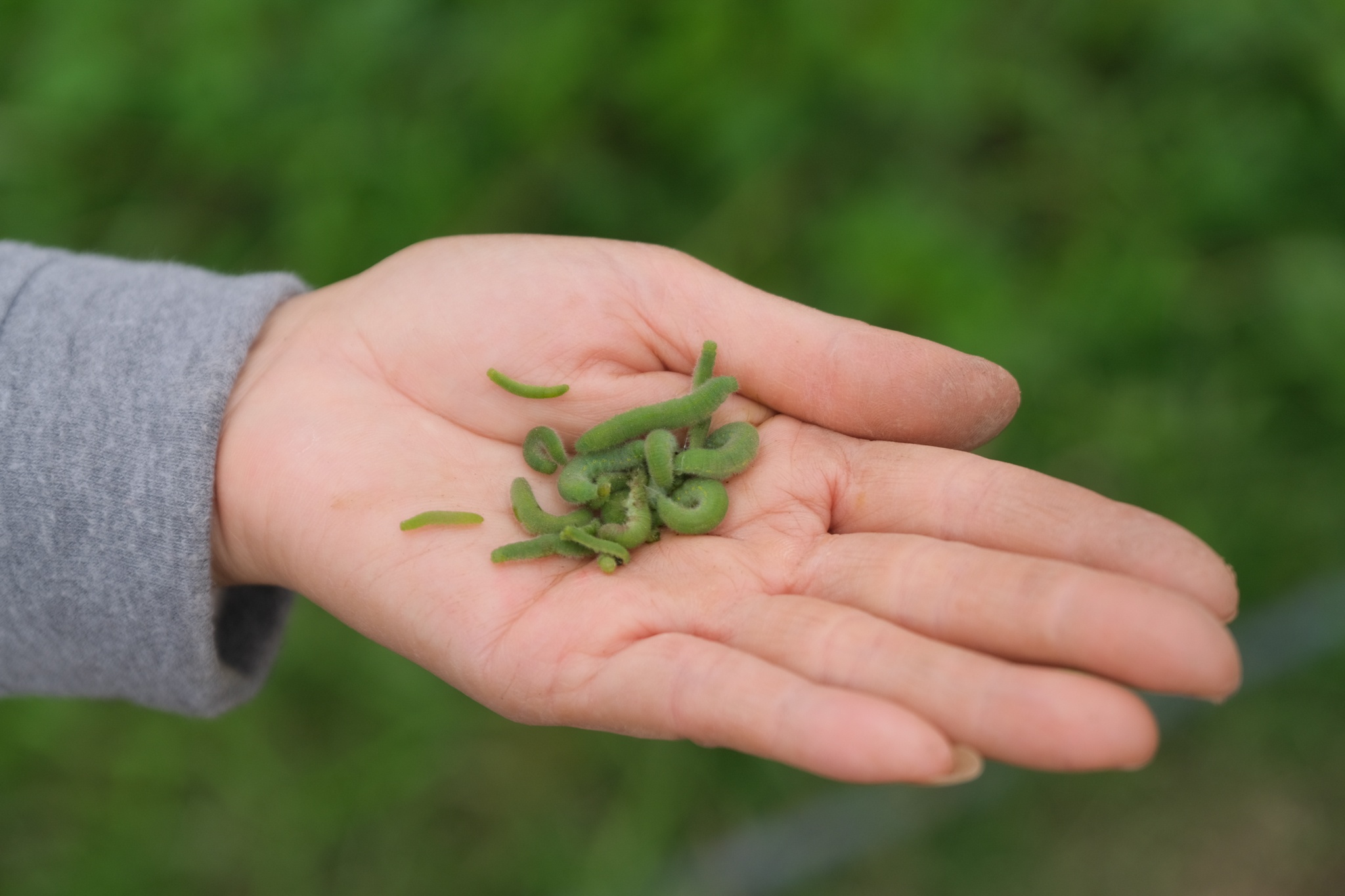 Vợ chồng tiến sĩ bỏ phố về quê ảnh 16 Vo chong tien si bo pho ve que anh 16