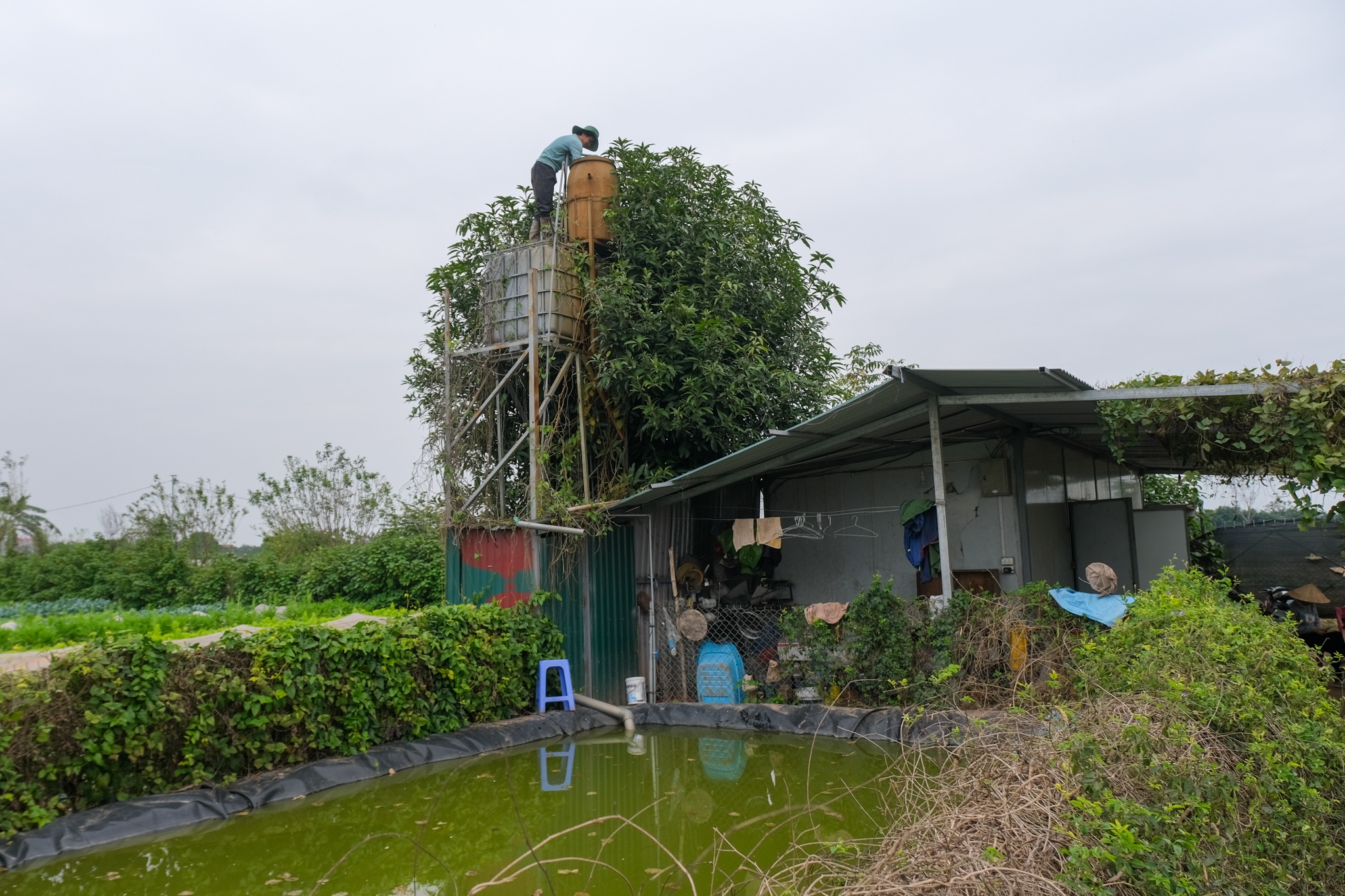 Vợ chồng tiến sĩ bỏ phố về quê ảnh 19 Vo chong tien si bo pho ve que anh 19