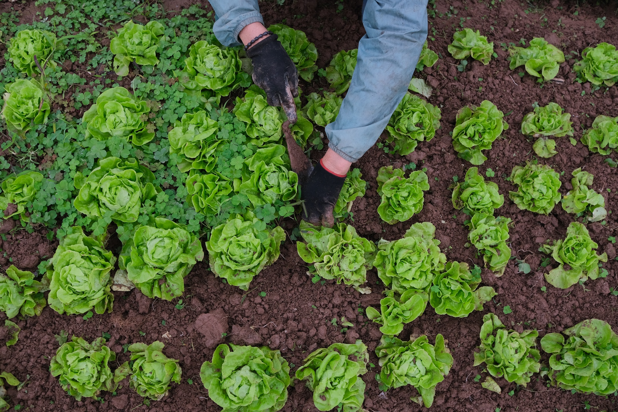 Vo chong tien si bo pho ve que anh 17