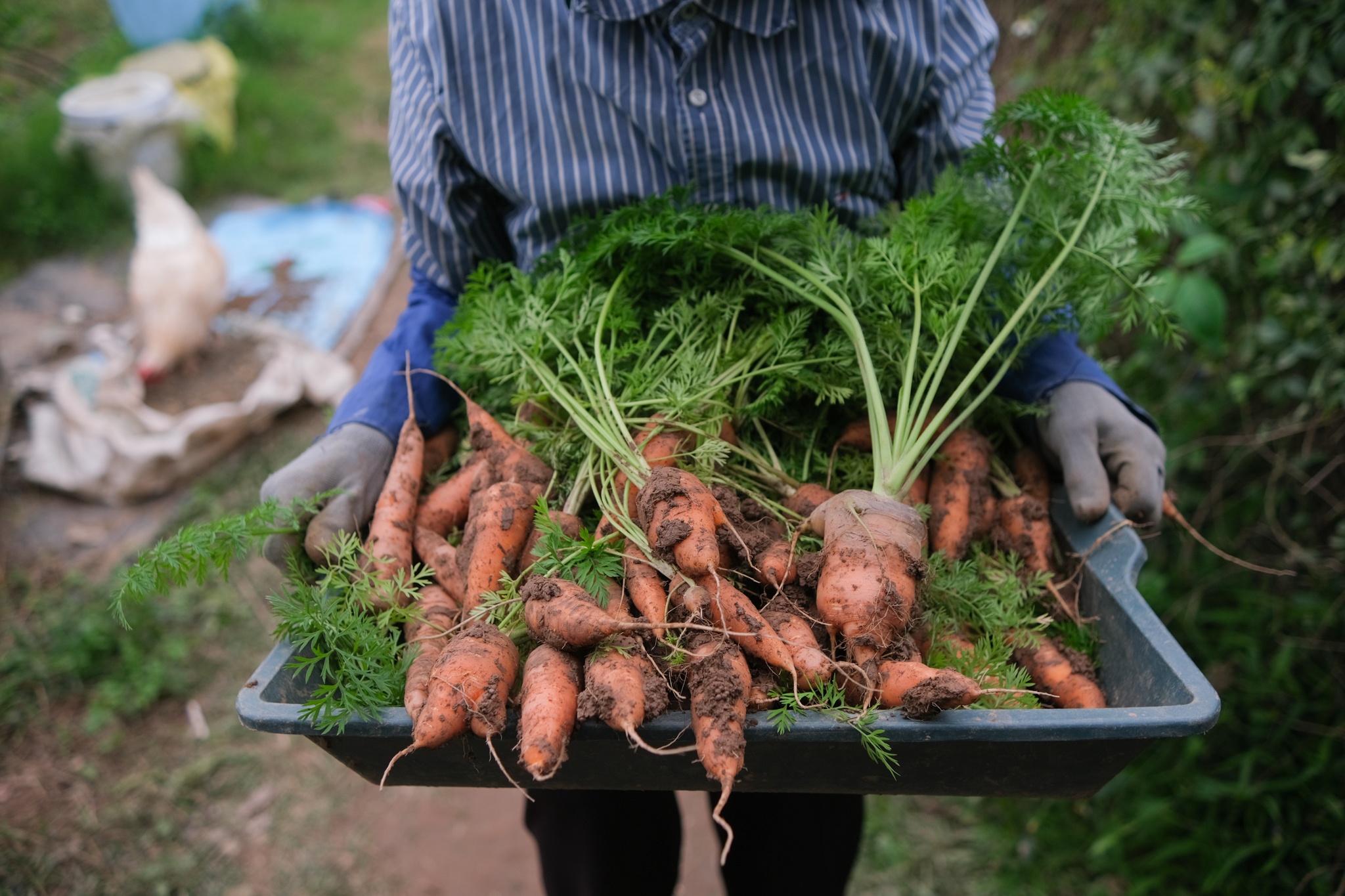 Vợ chồng tiến sĩ bỏ phố về quê ảnh 27 Vo chong tien si bo pho ve que anh 27