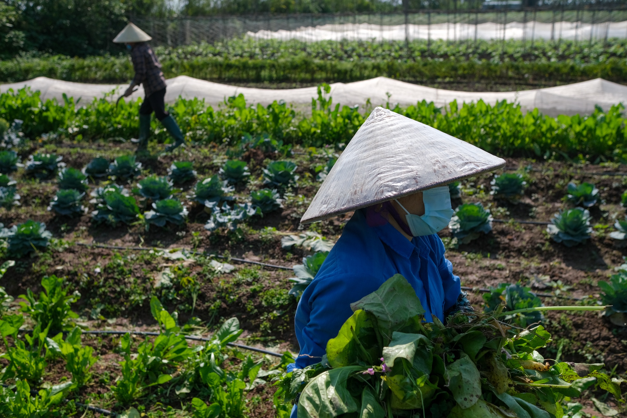 Vợ chồng tiến sĩ bỏ phố về quê ảnh 29 Vo chong tien si bo pho ve que anh 29