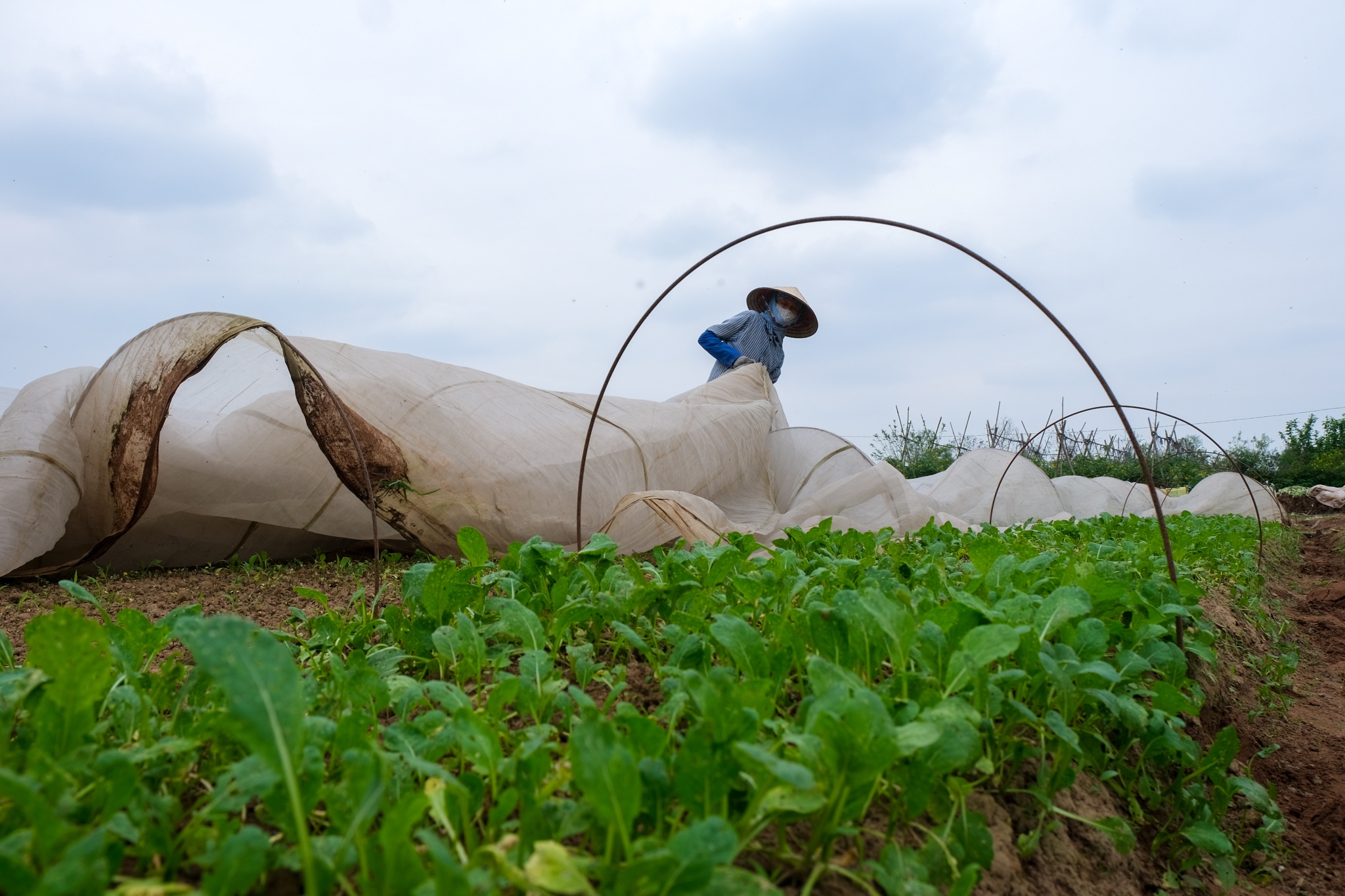 Vợ chồng tiến sĩ bỏ phố về quê ảnh 30 Vo chong tien si bo pho ve que anh 30