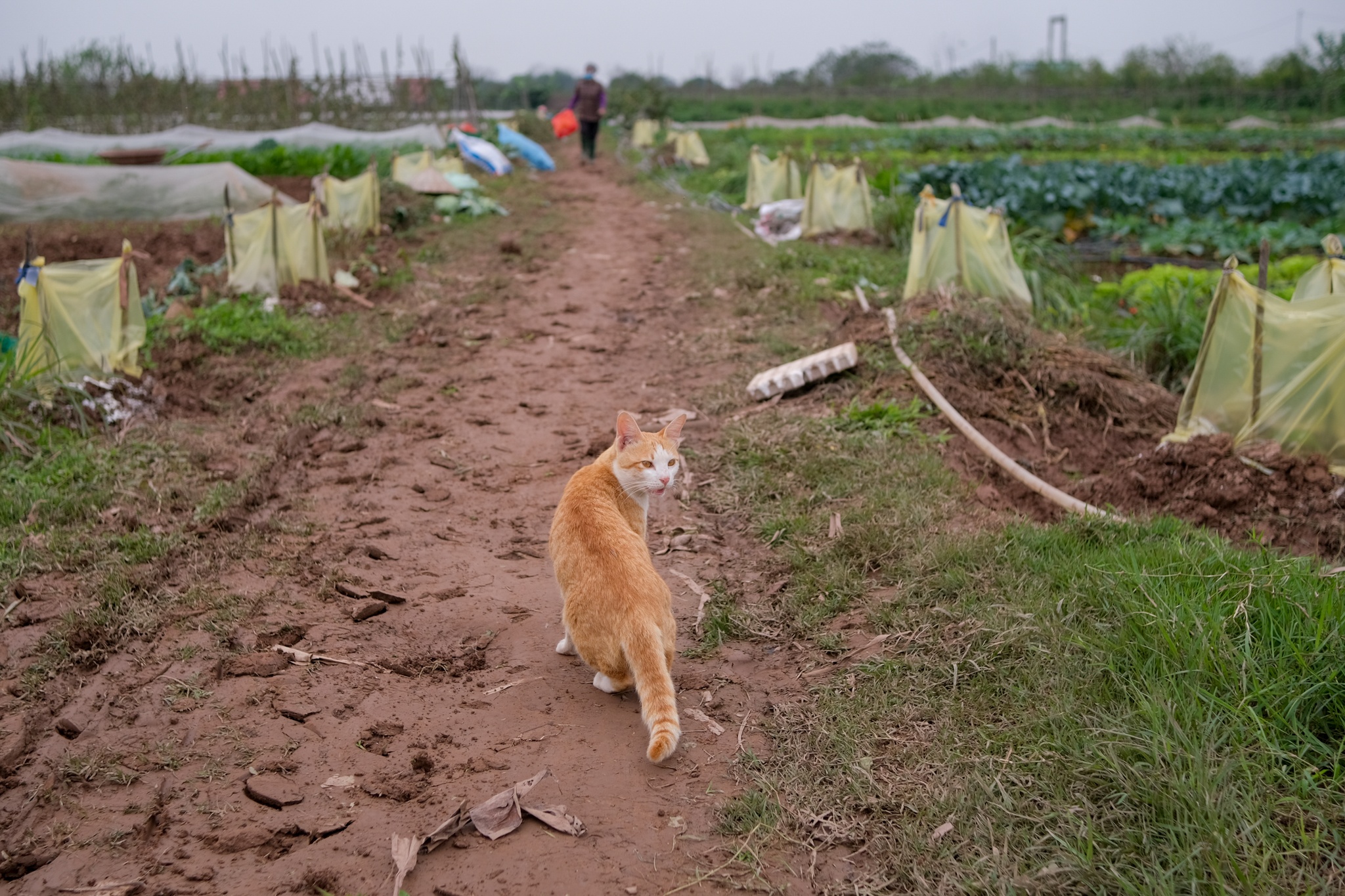 Vo chong tien si bo pho ve que anh 32
