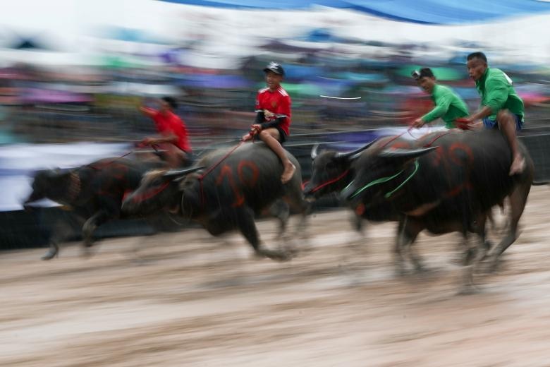 Dua trau o Thai Lan anh 1