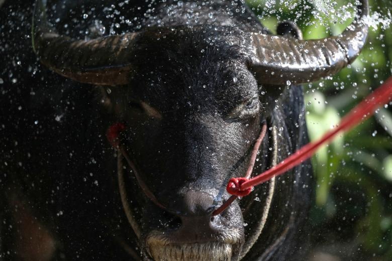 Dua trau o Thai Lan anh 2