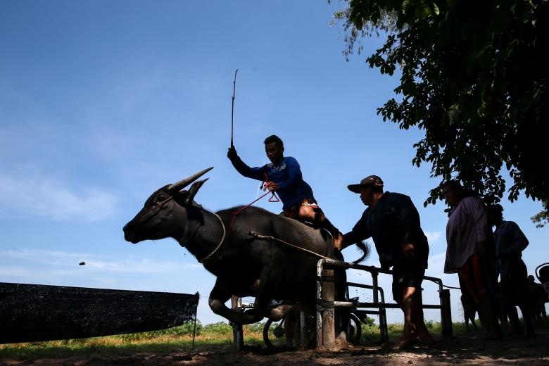 Dua trau o Thai Lan anh 5