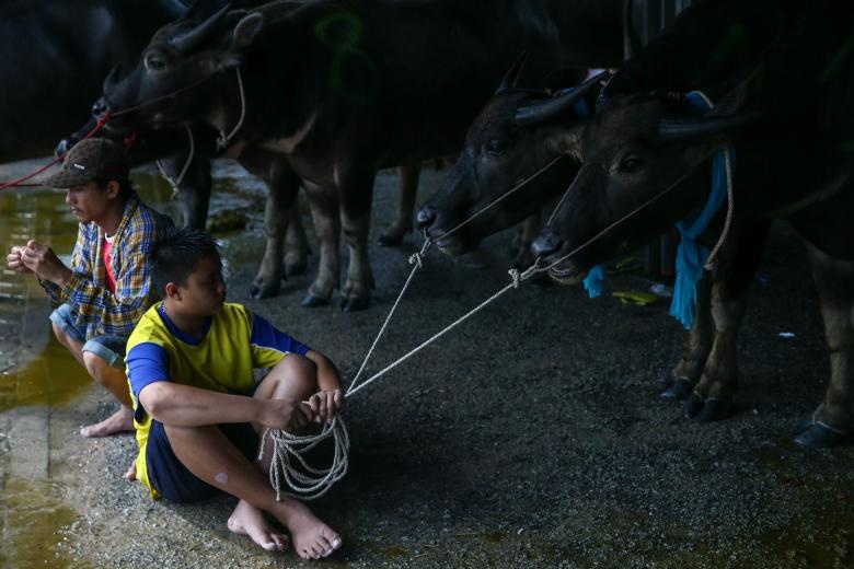 Dua trau o Thai Lan anh 6