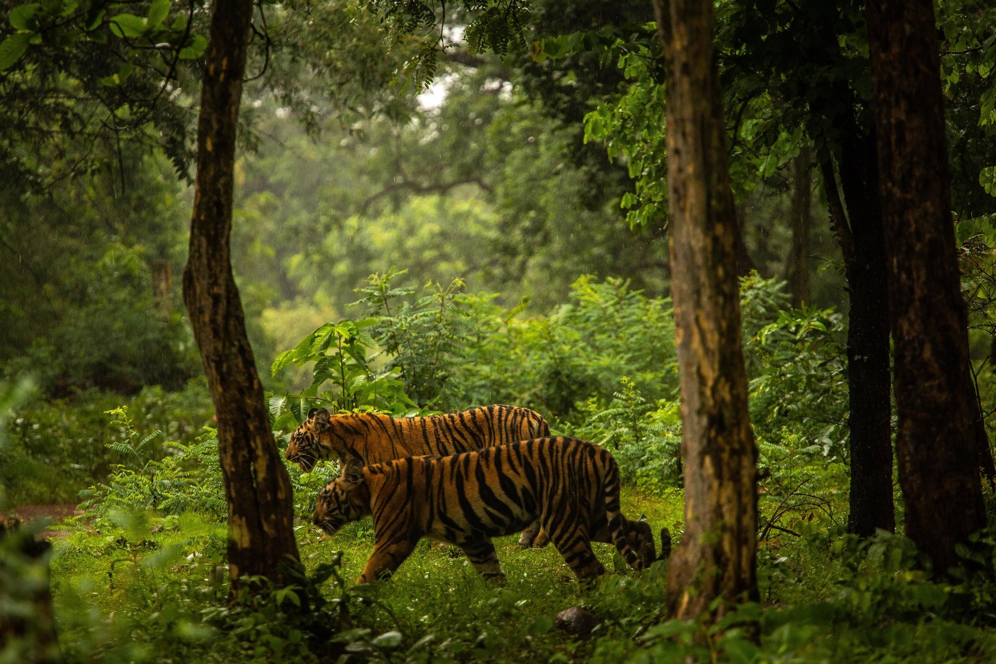 Ho an thit nguoi o An Do anh 2