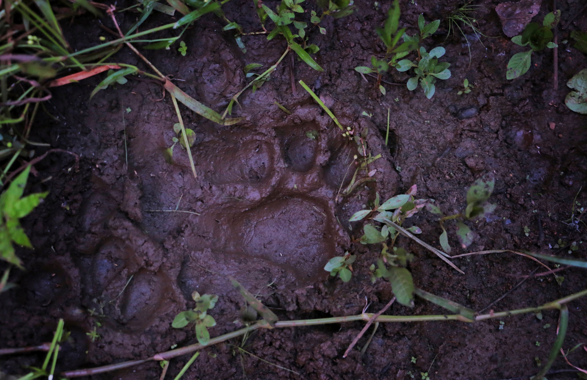 Chien dich san ho an thit nguoi o An Do anh 12