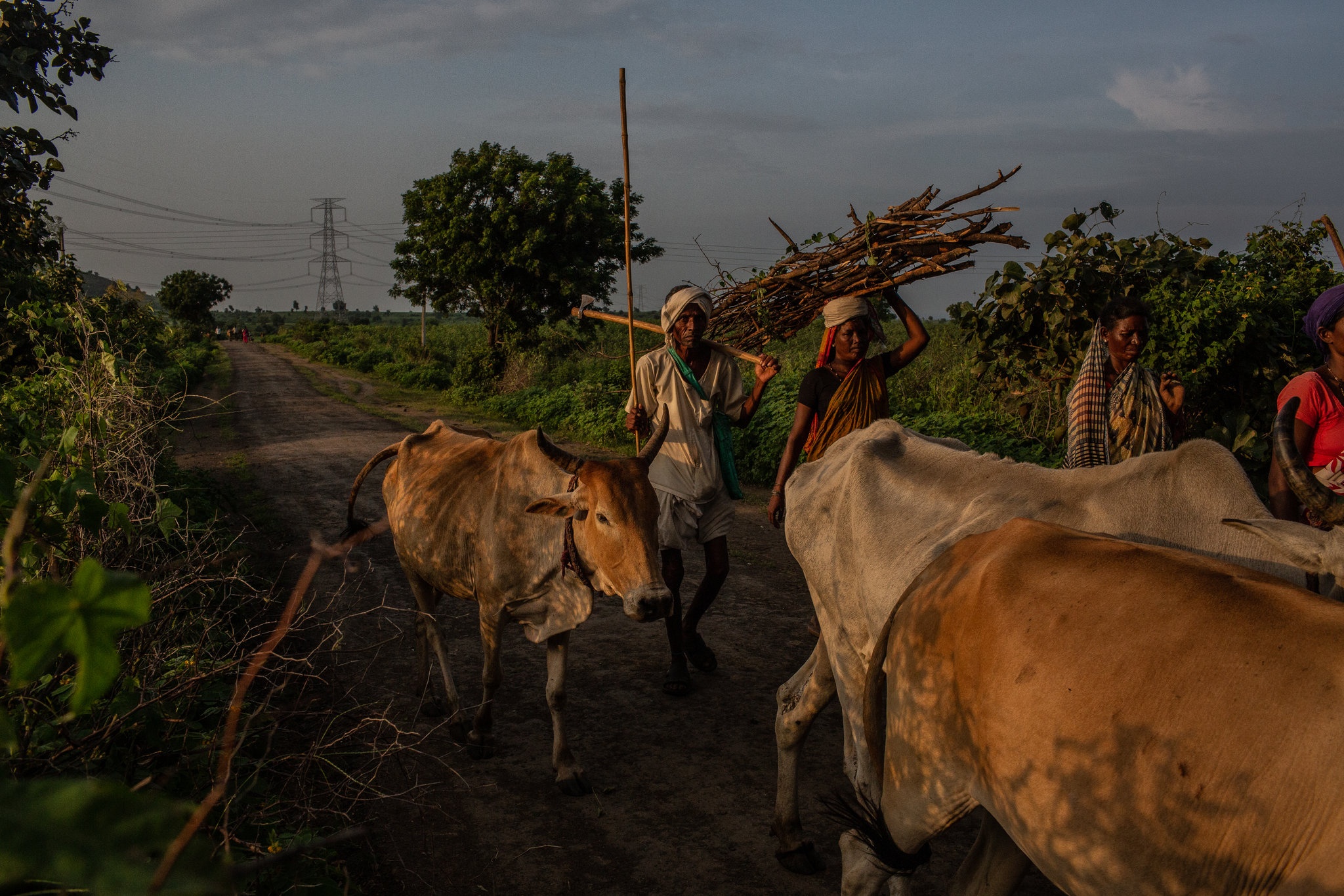 Chien dich san ho an thit nguoi o An Do anh 3